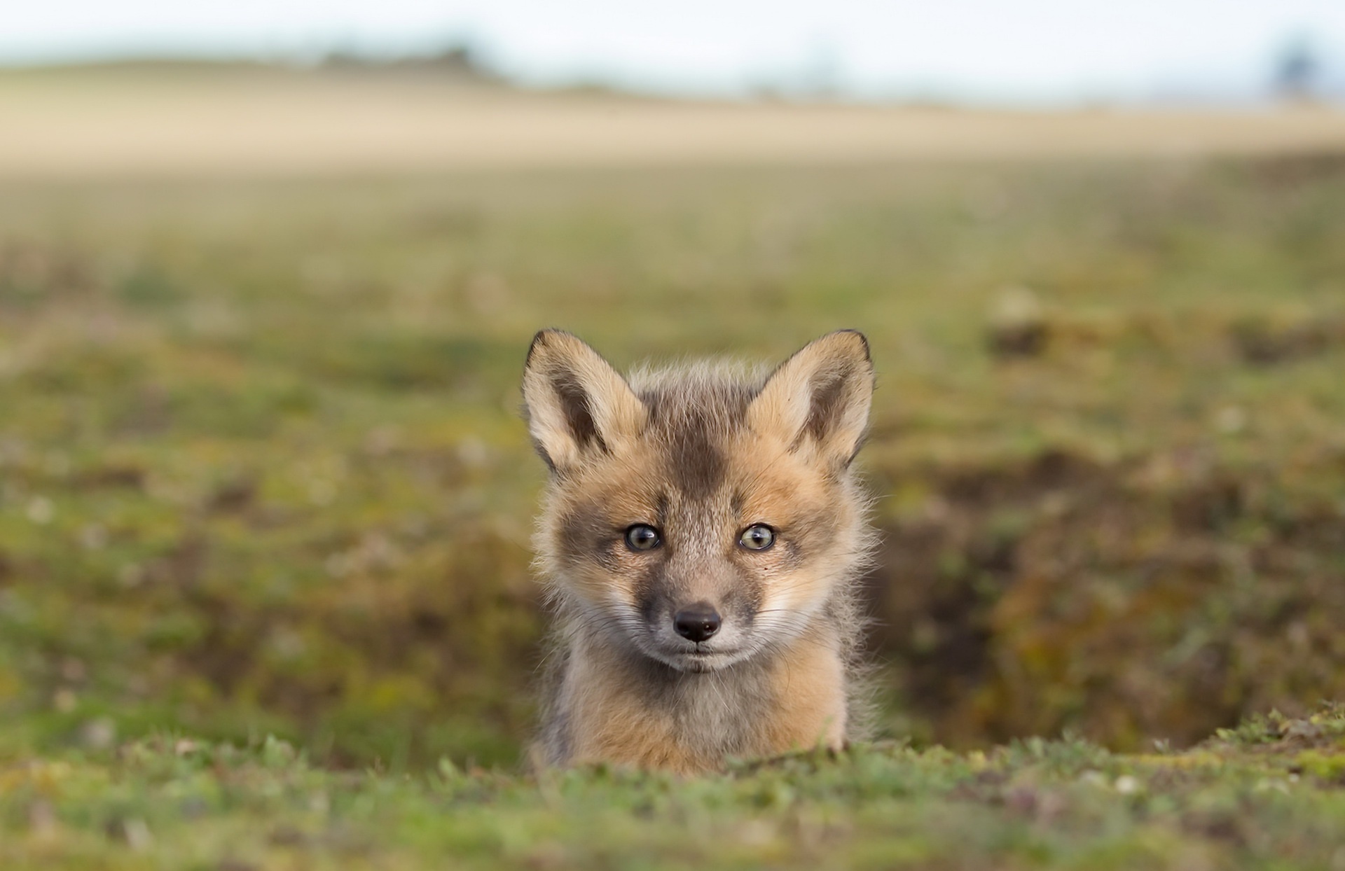 Baby Animal Cub Depth Of Field Fox Wildlife 1920x1244