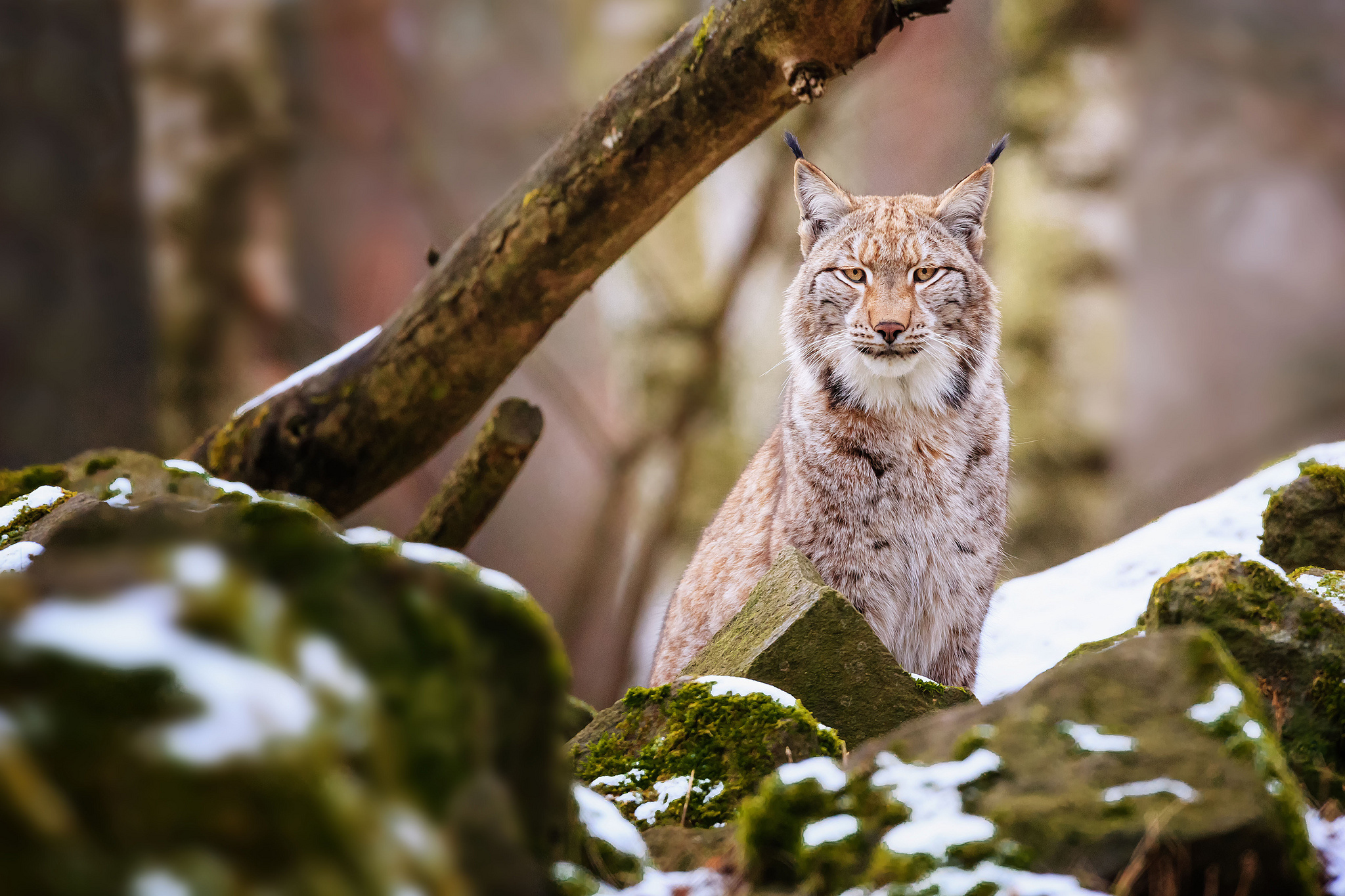 Animal Lynx 2048x1365