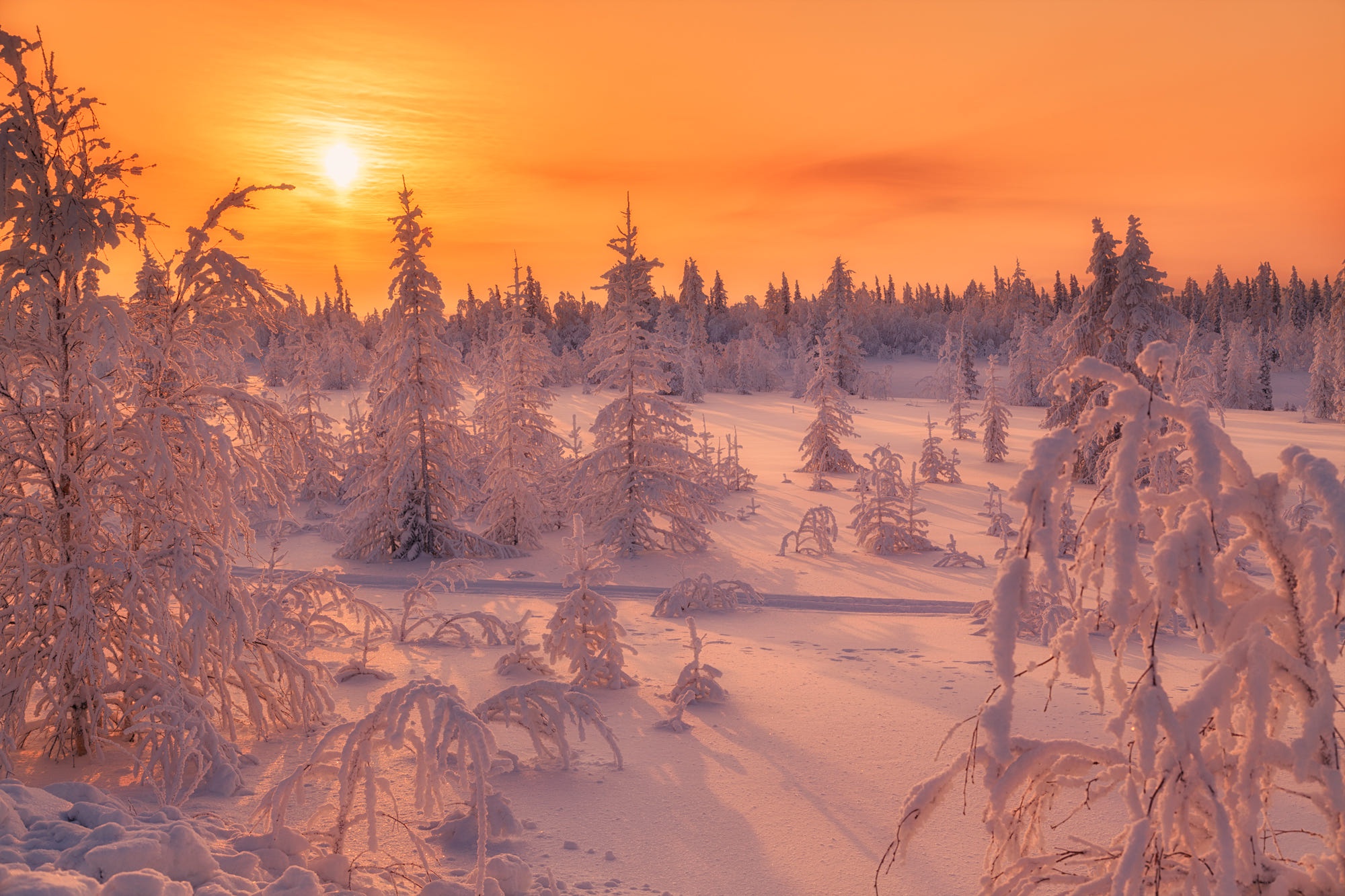 Forest Frost Sky Snow Sun Sunset Winter 2000x1333