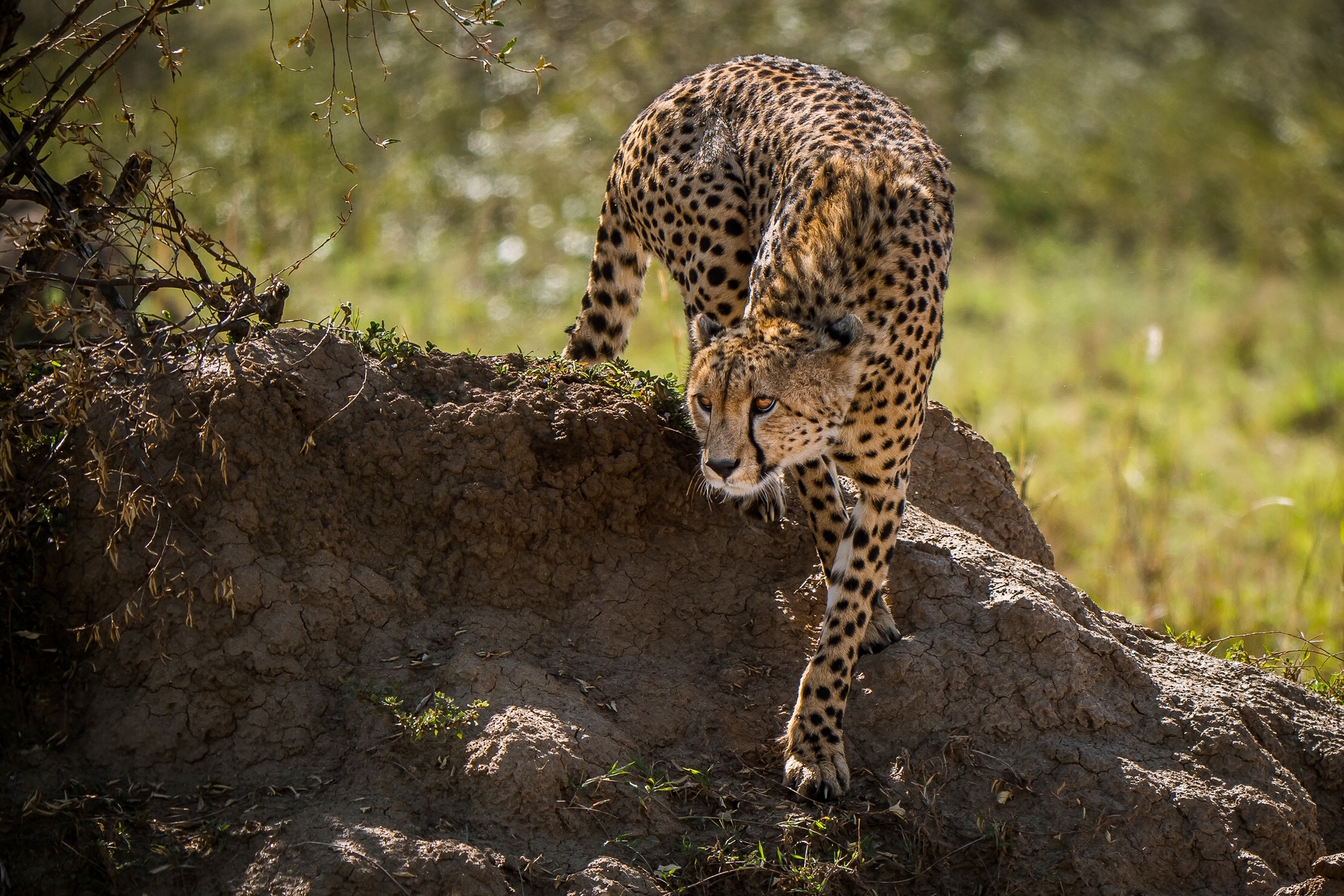 Cheetah Wildlife Predator Animal 2200x1467