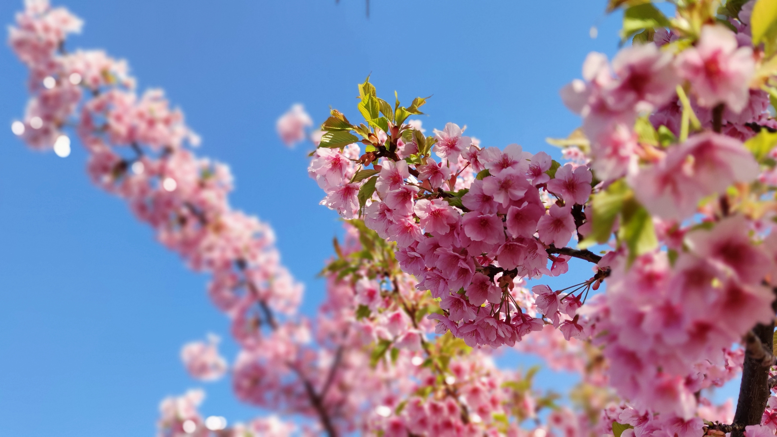 Cherry Blossom Japan Kaizuka Osaka Prefecture Flowers Plants Nature 3200x1800