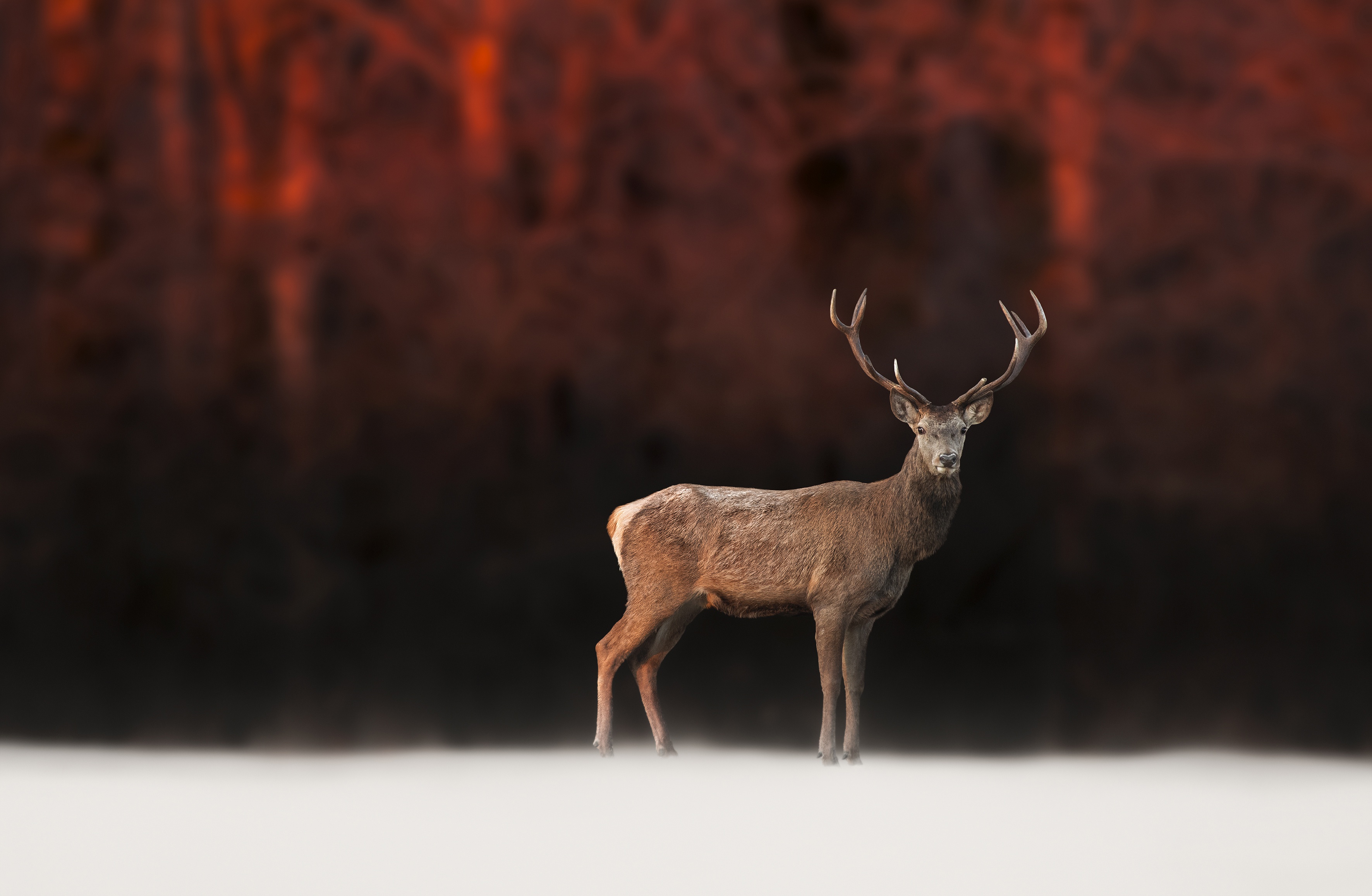 Animal Deer 3543x2314