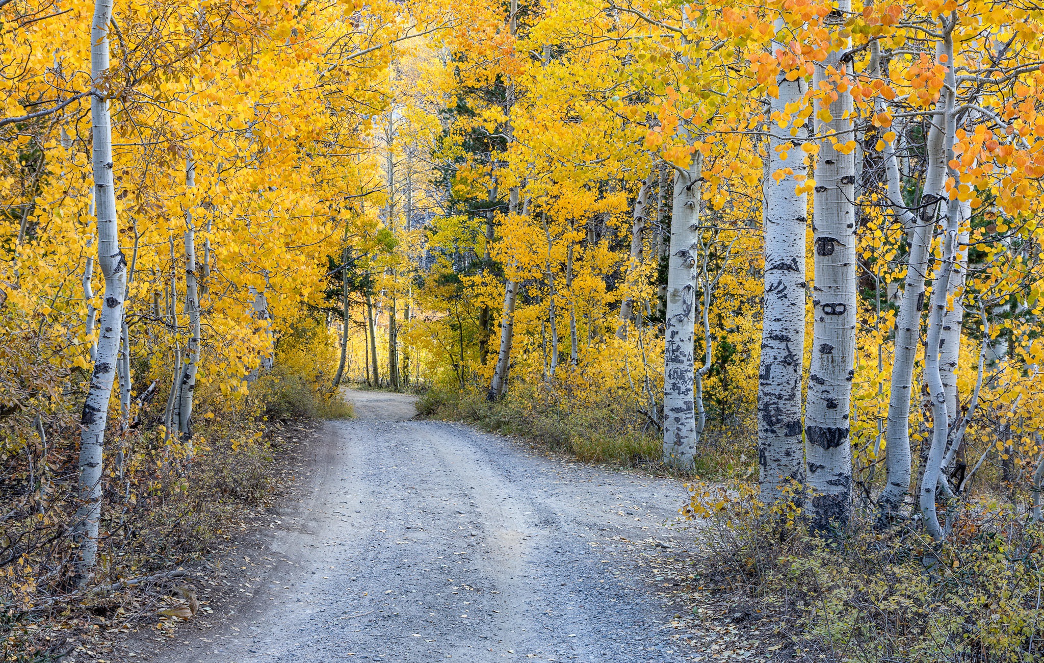 Birch Fall Forest Road 2048x1300