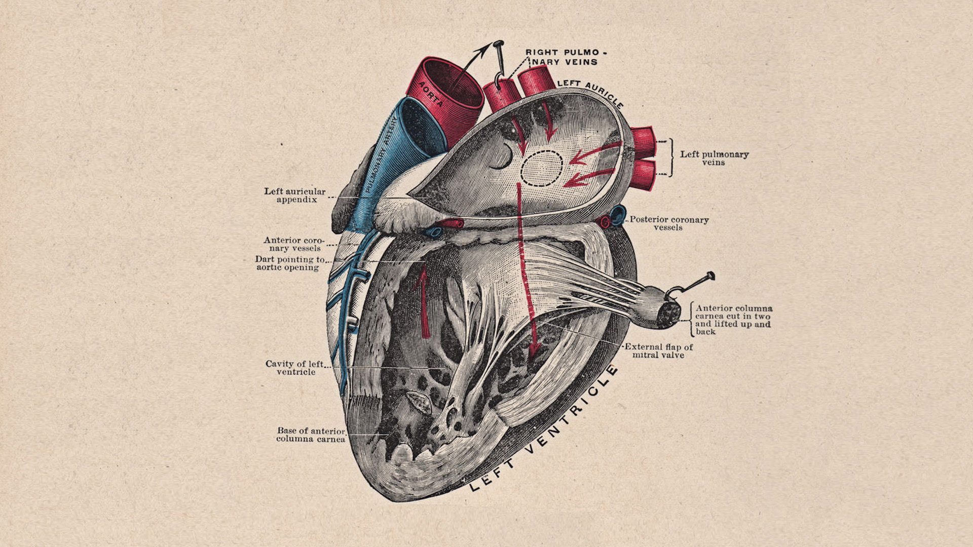 Anatomy Heart Diagrams Medical Beige Background Artwork Vintage Infographics 1920x1080