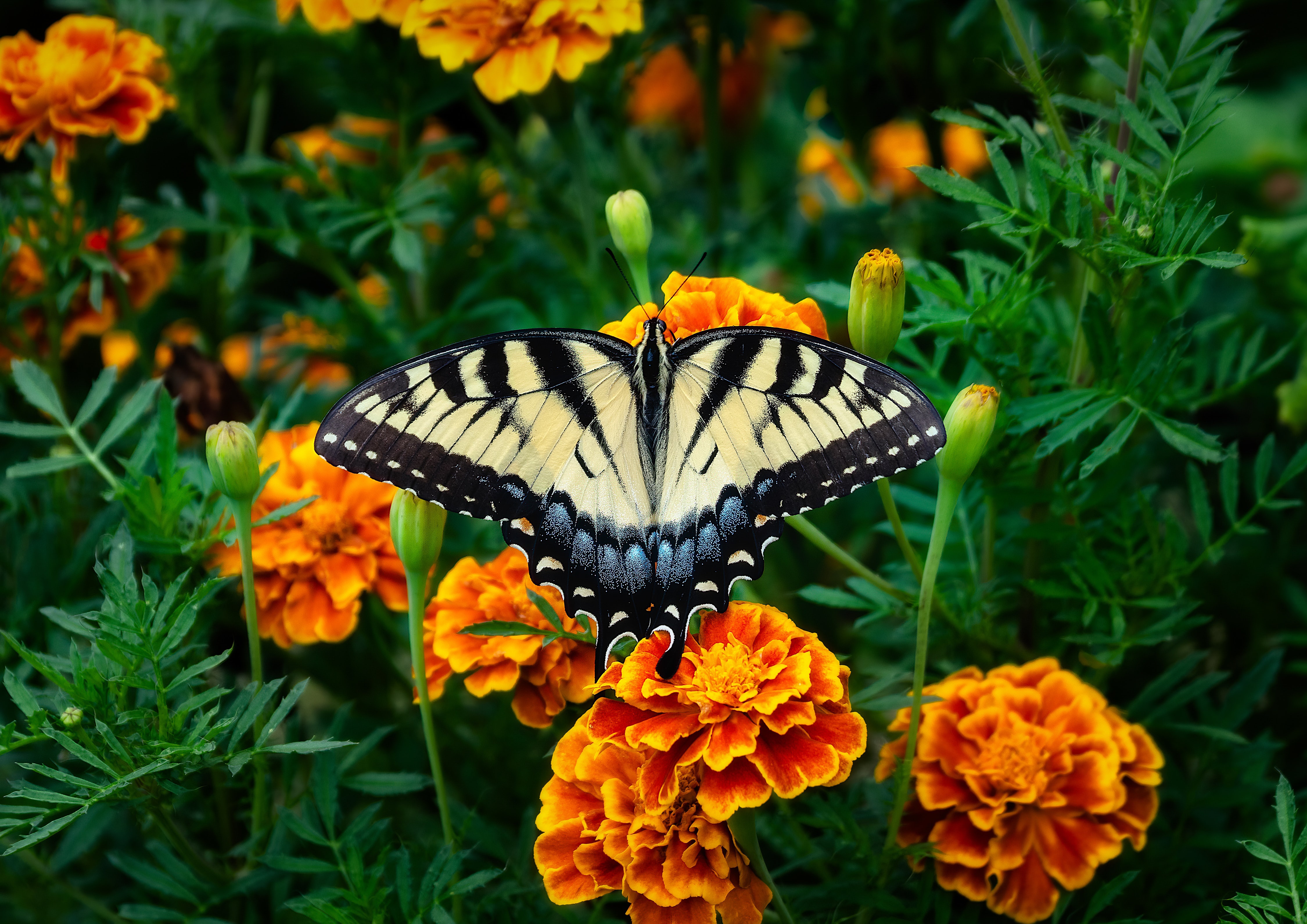 Butterfly Flower Insect Macro Marigold 4500x3180