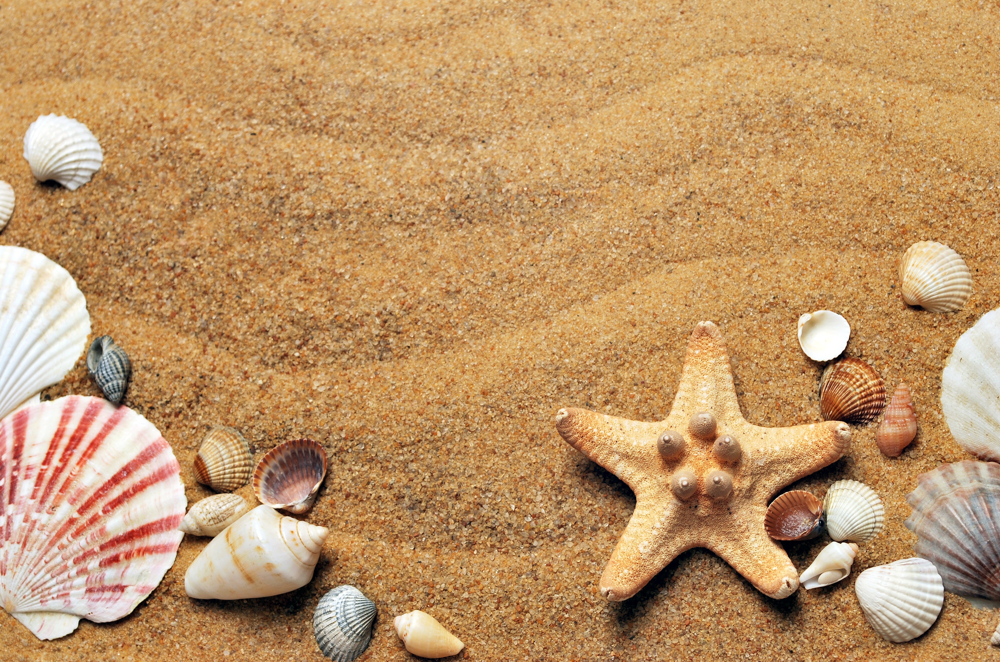 Seashells Sand Beach Starfish Nature 3872x2562
