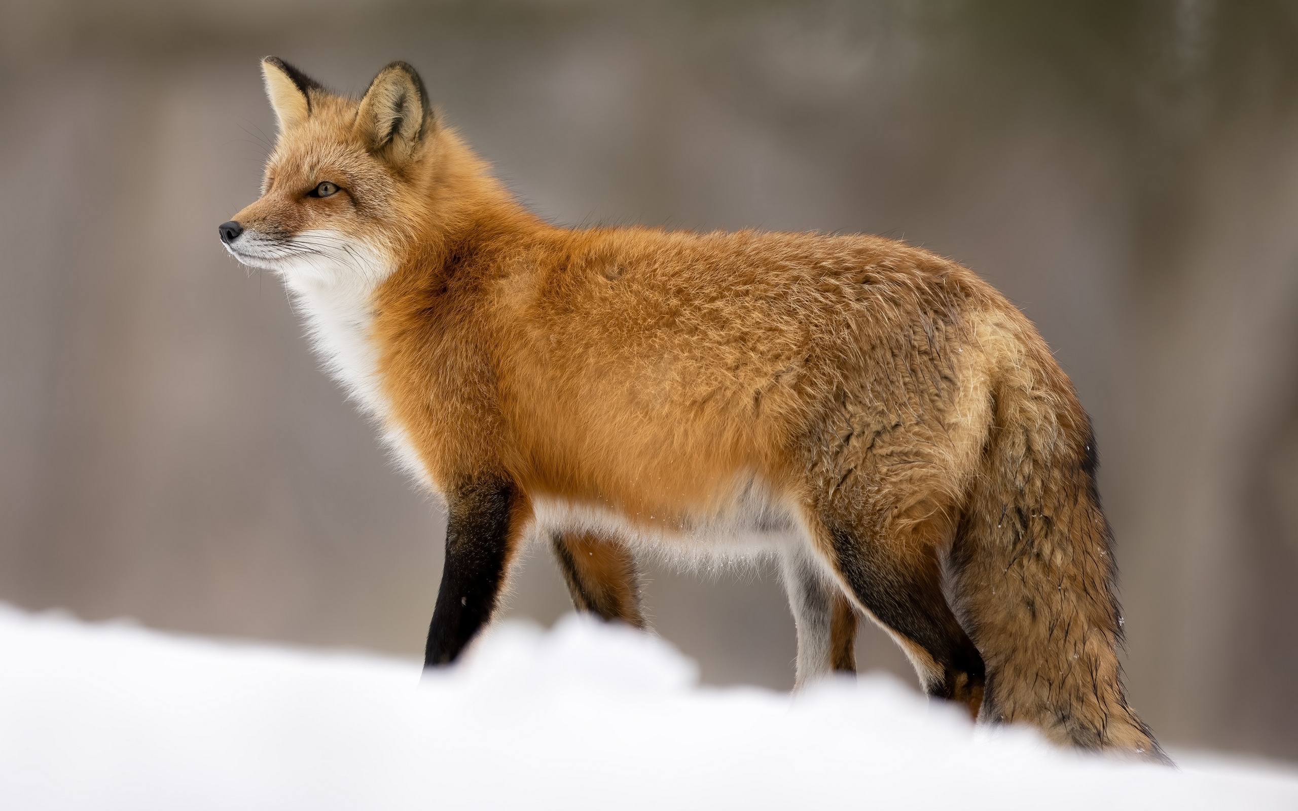 Fox Snow Winter Mammals Animals Depth Of Field 2560x1600