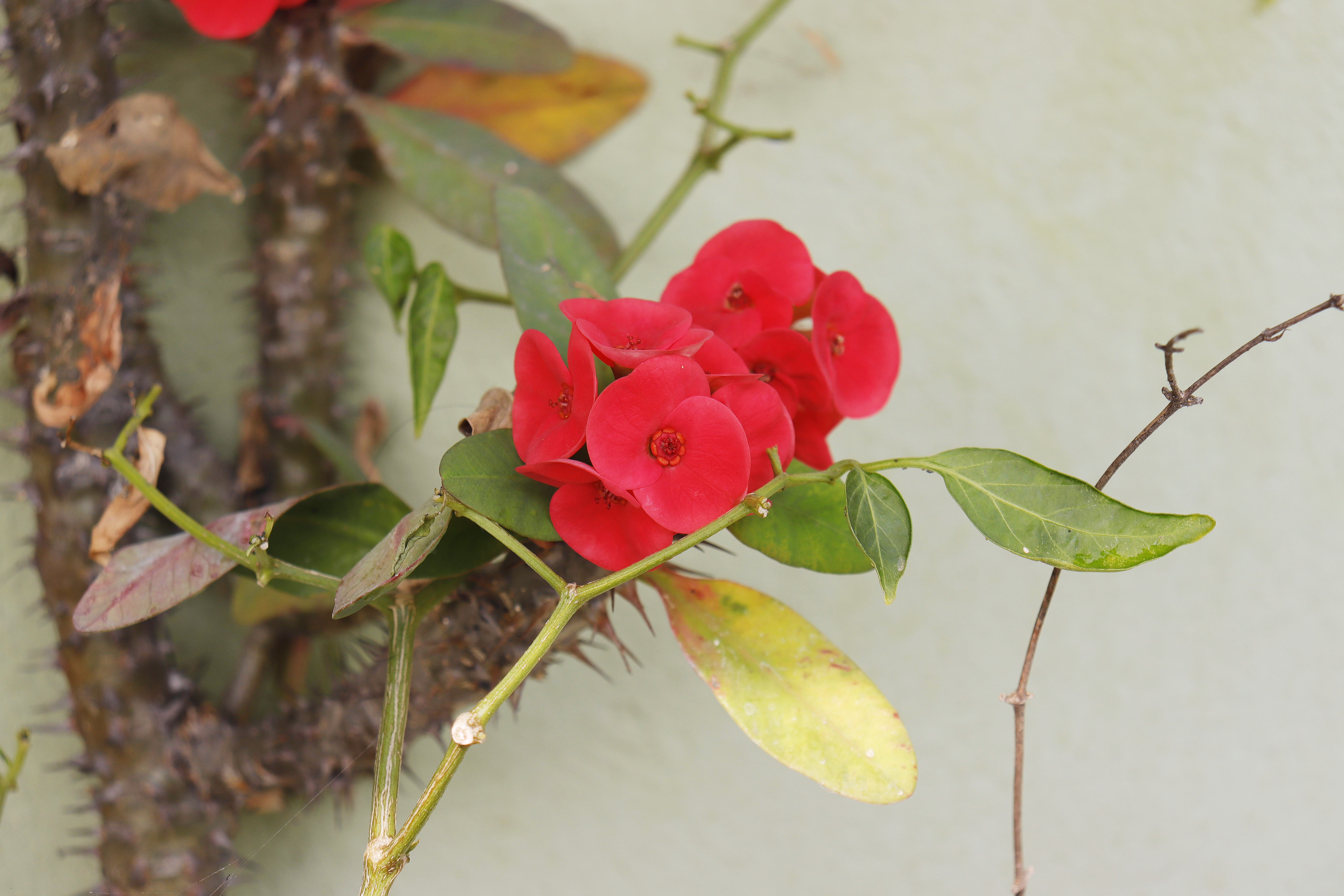 Floral Flower Bow Depth Of Field Bokeh Leaves Nature Atree 6000x4000