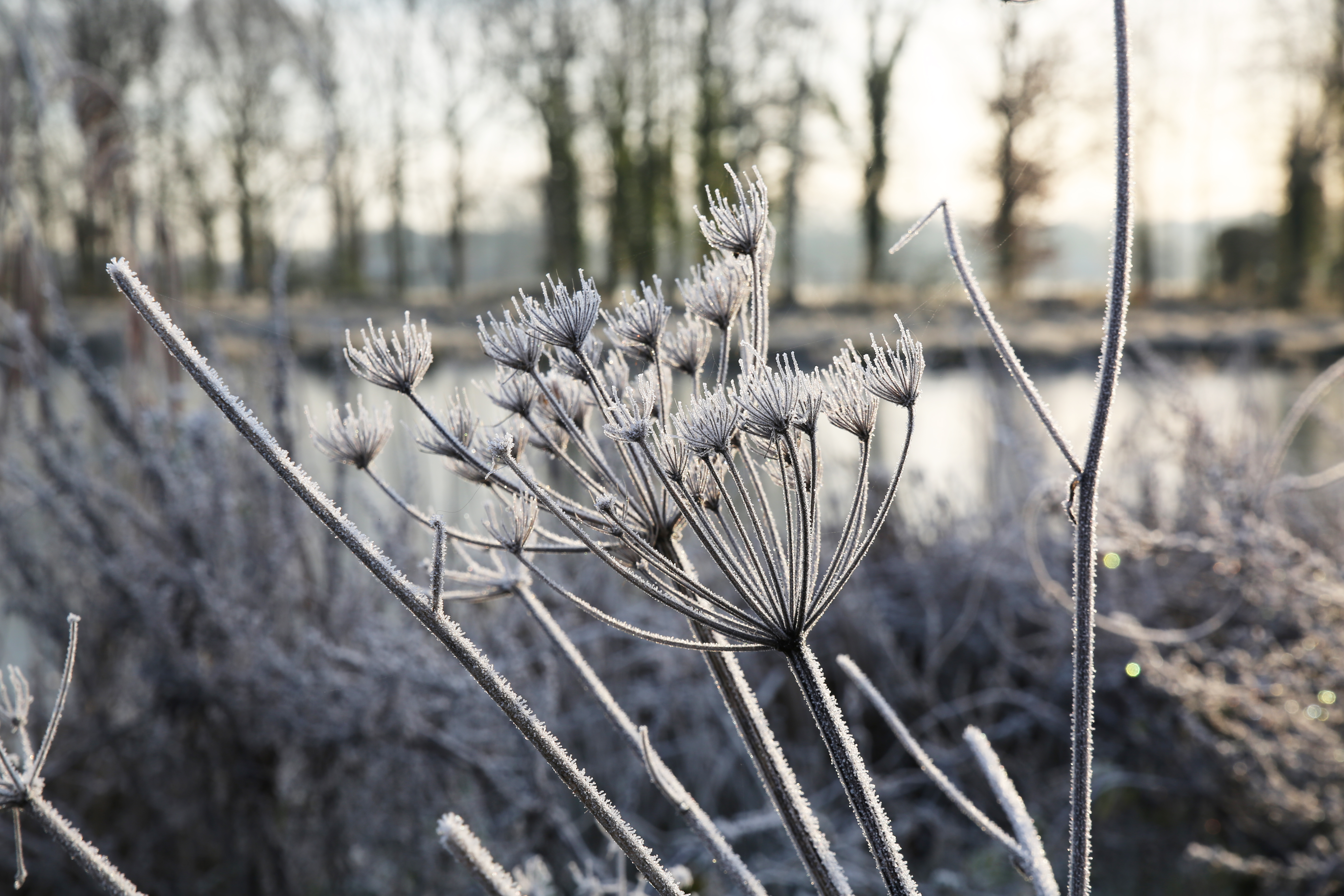 Nature Cold Morning Plants Frost Winter 5760x3840