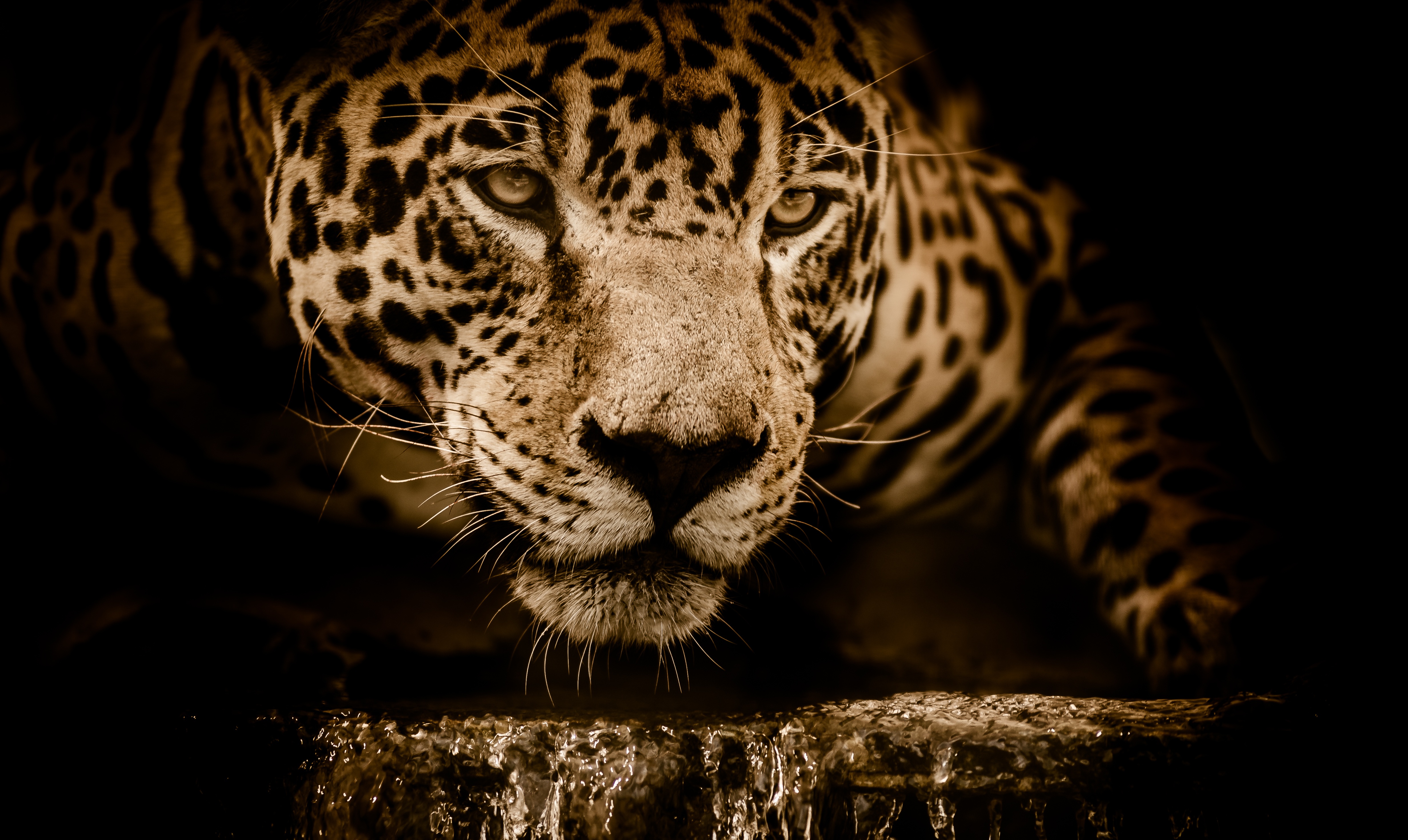 Big Cat Jaguar Wildlife Predator Animal 4928x2941