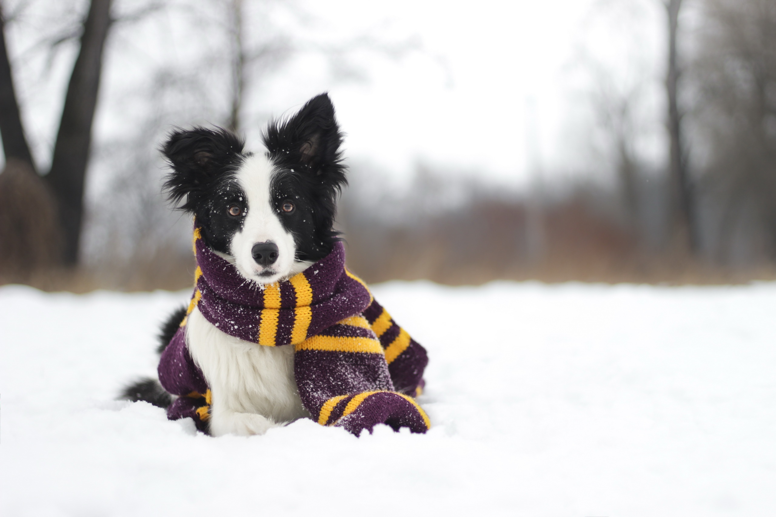 Dog Pet Scarf Winter Depth Of Field 2560x1707