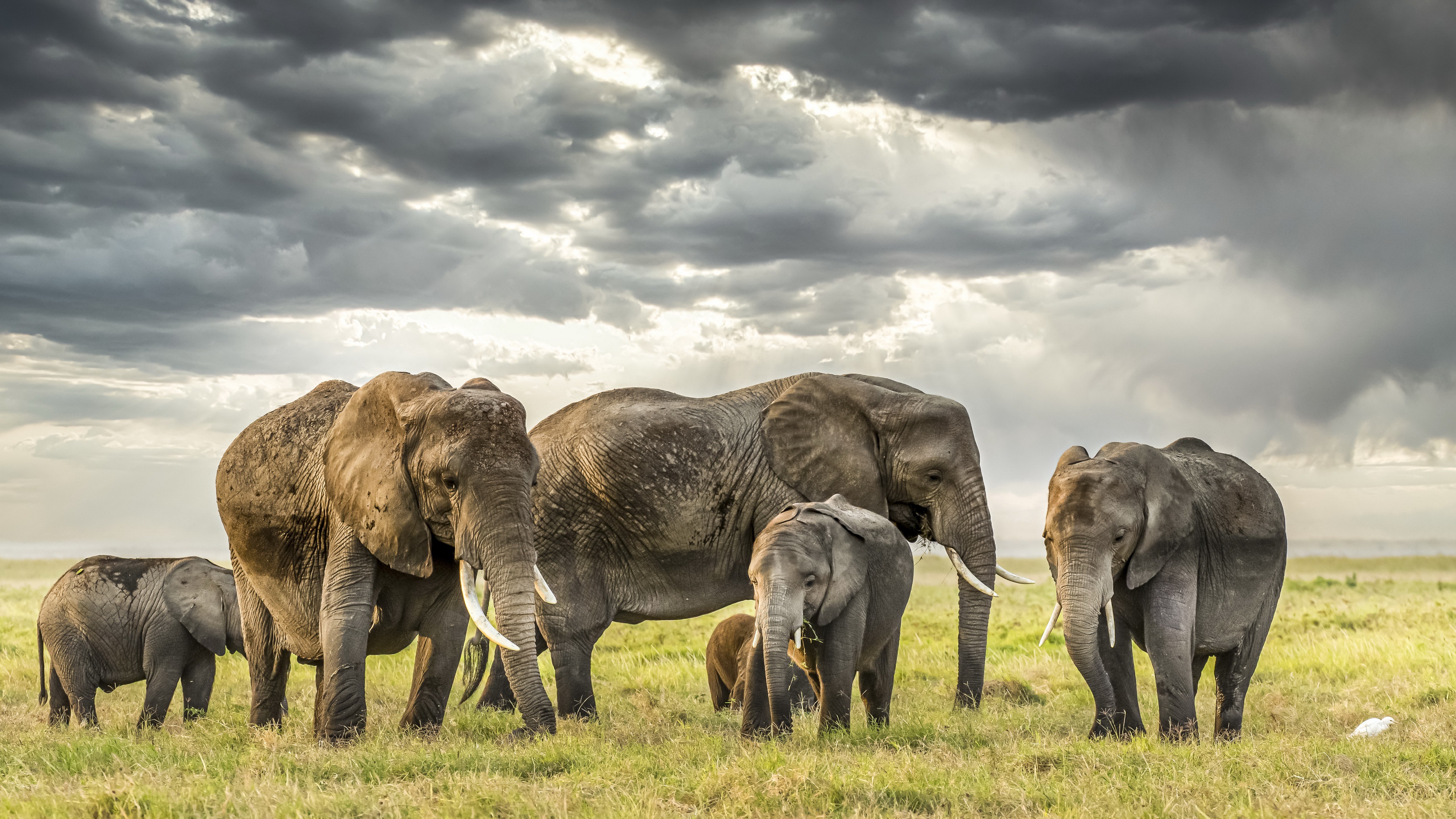 Africa Wildlife Nature Elephant Animals Mammals 3840x2160