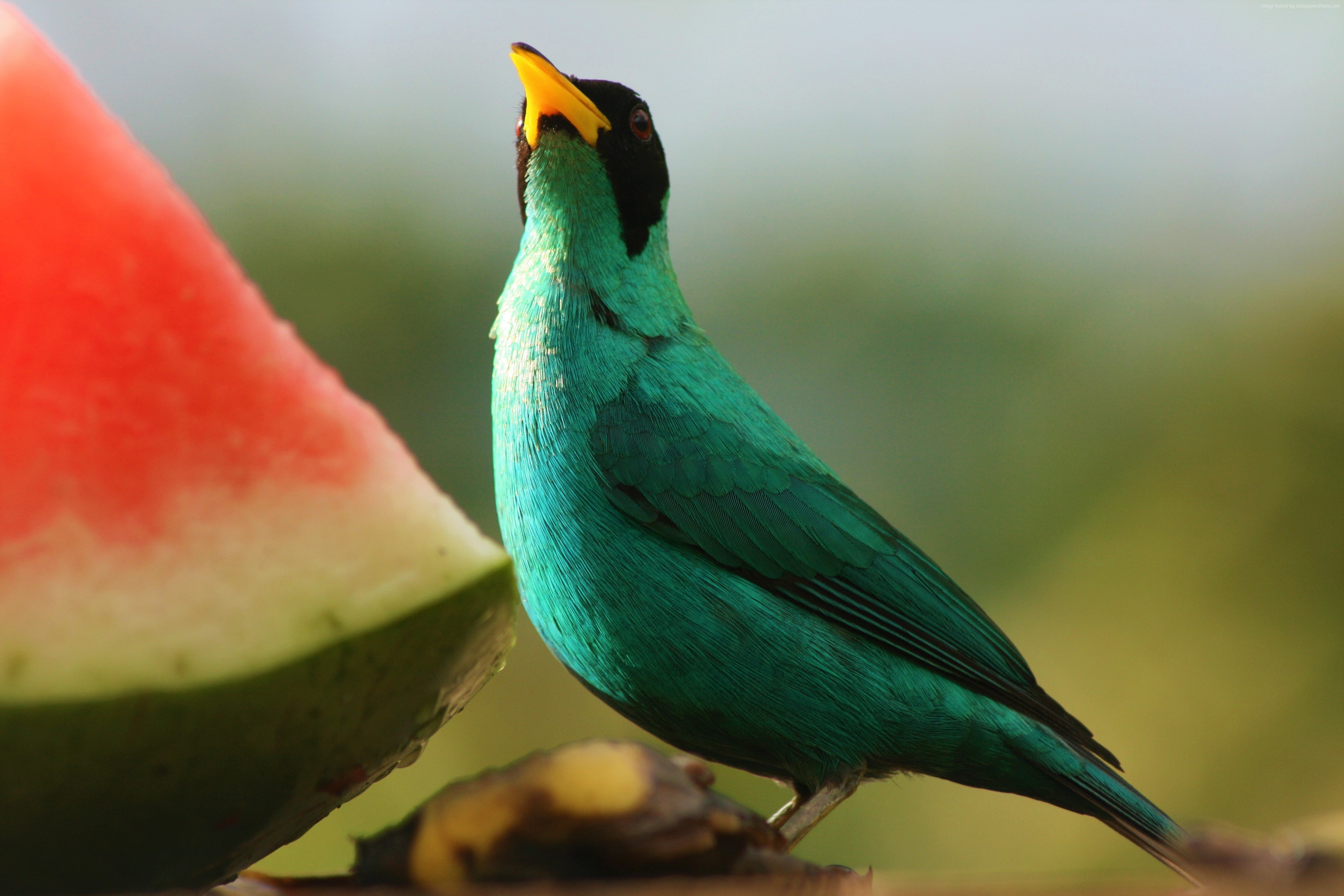 Bird Green Honeycreeper Honeycreeper 3888x2592