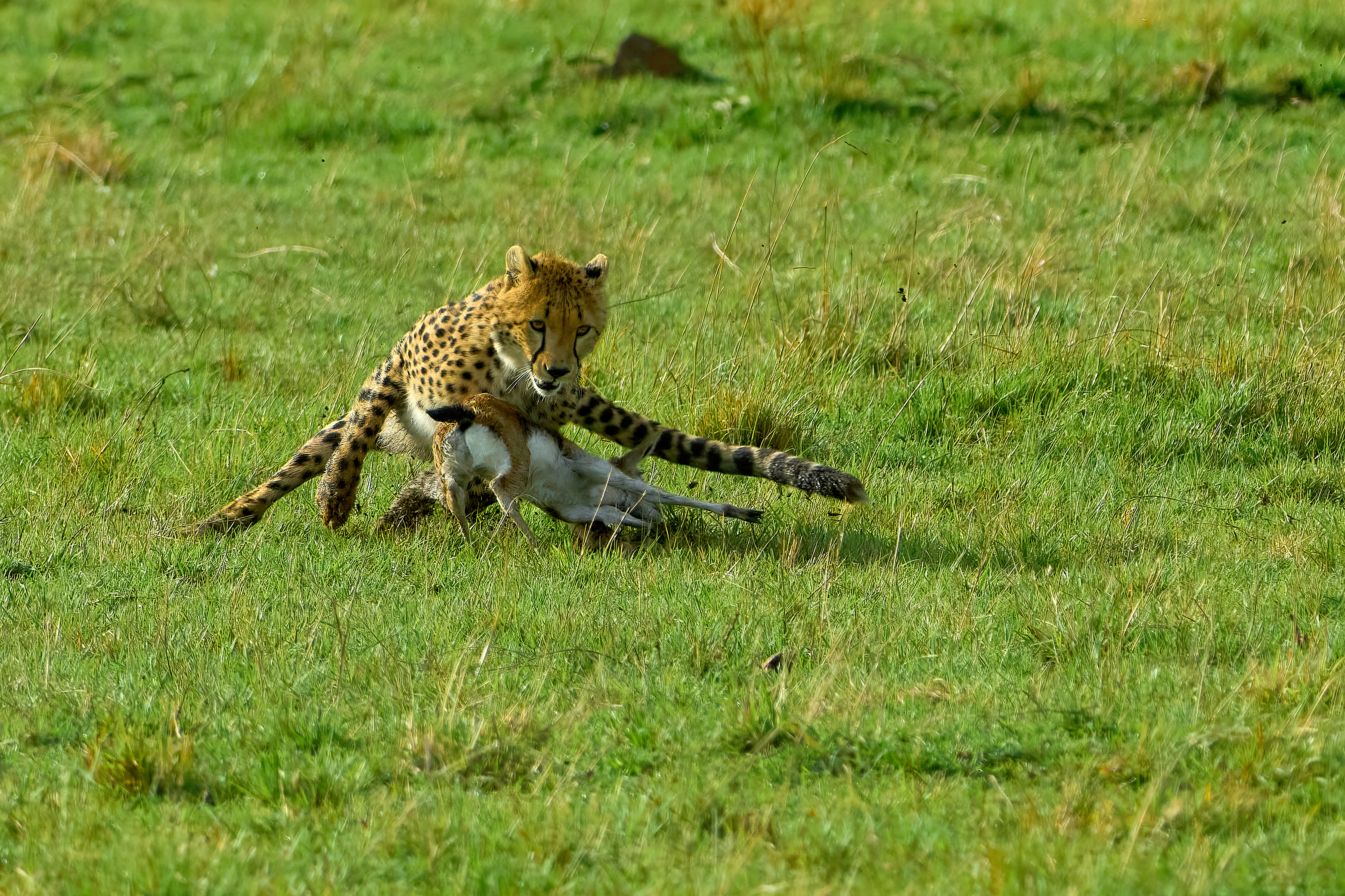 Wildlife Cheetah Nature Feline Big Cats Mammals 3124x2082