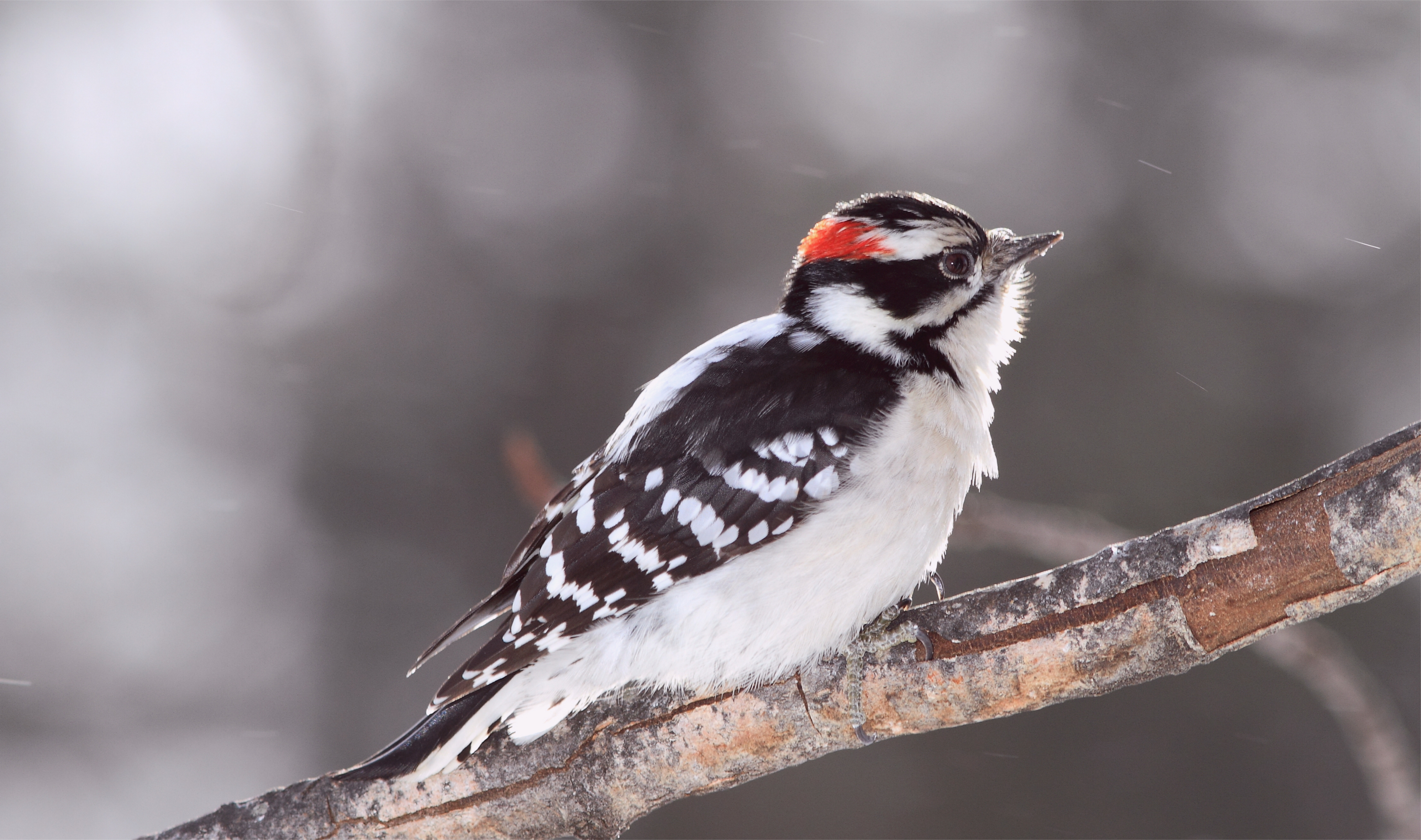 Bird Downy Woodpecker 3993x2360