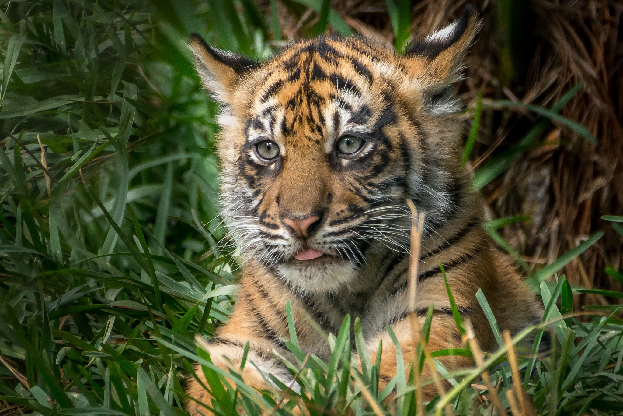 Baby Animal Big Cat Cub Tiger Wildlife 2048x1366