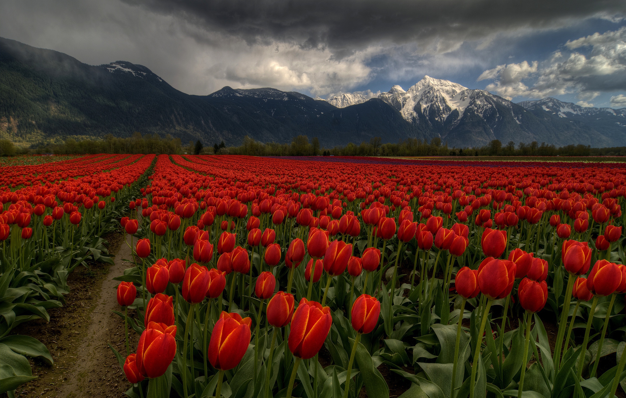 Outdoors Landscape Flowers Plants Agro Plants Tulips Red Flowers Mountains Snowy Peak Field 2500x1592