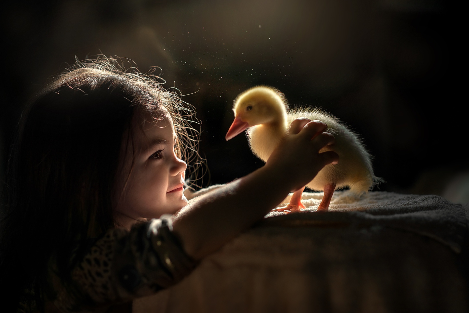 Little Girl Duck Baby Animal Duckling 1920x1281