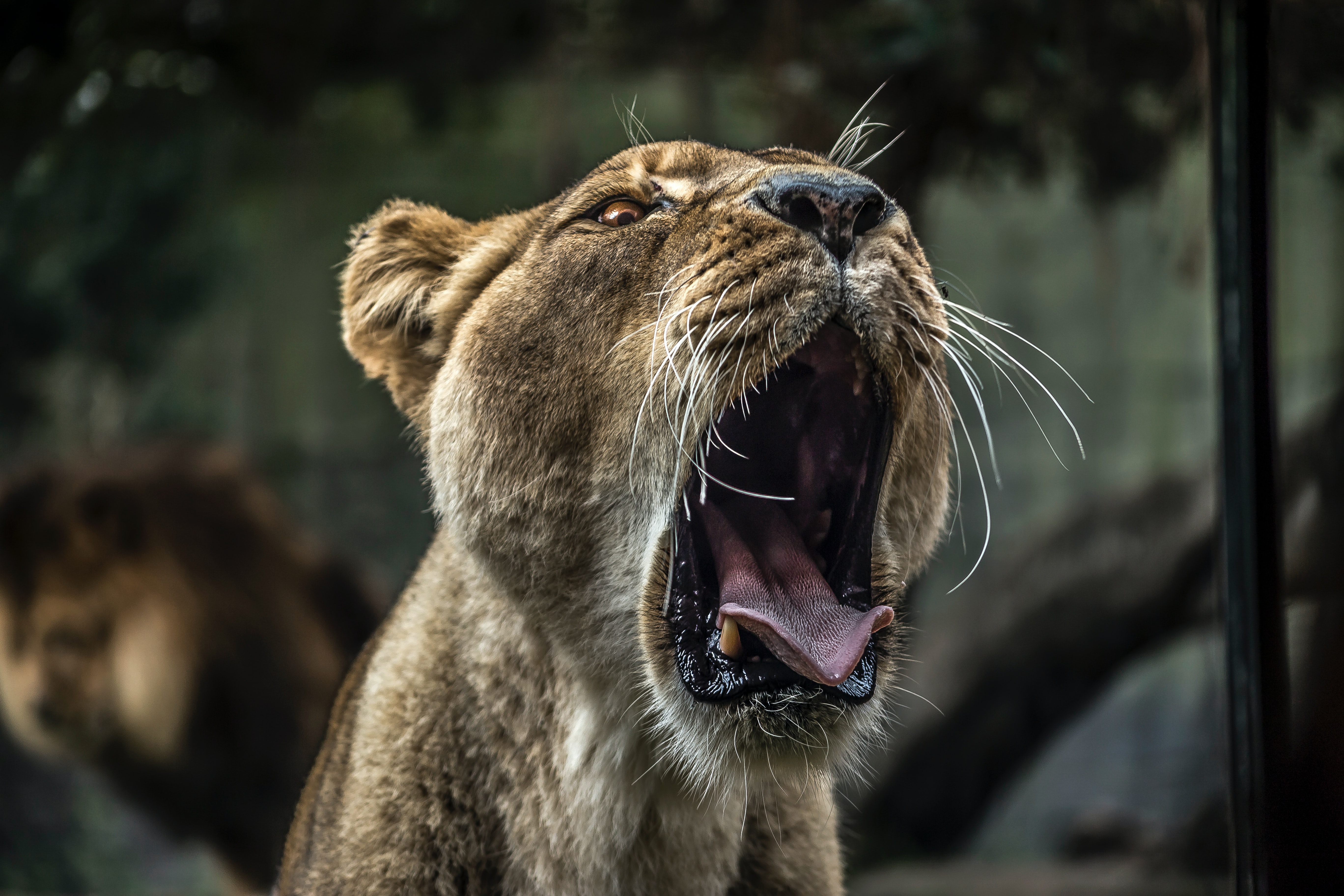 Lion Animals Feline Mammals Open Mouth Tongue Out Yawning Nature 5472x3648