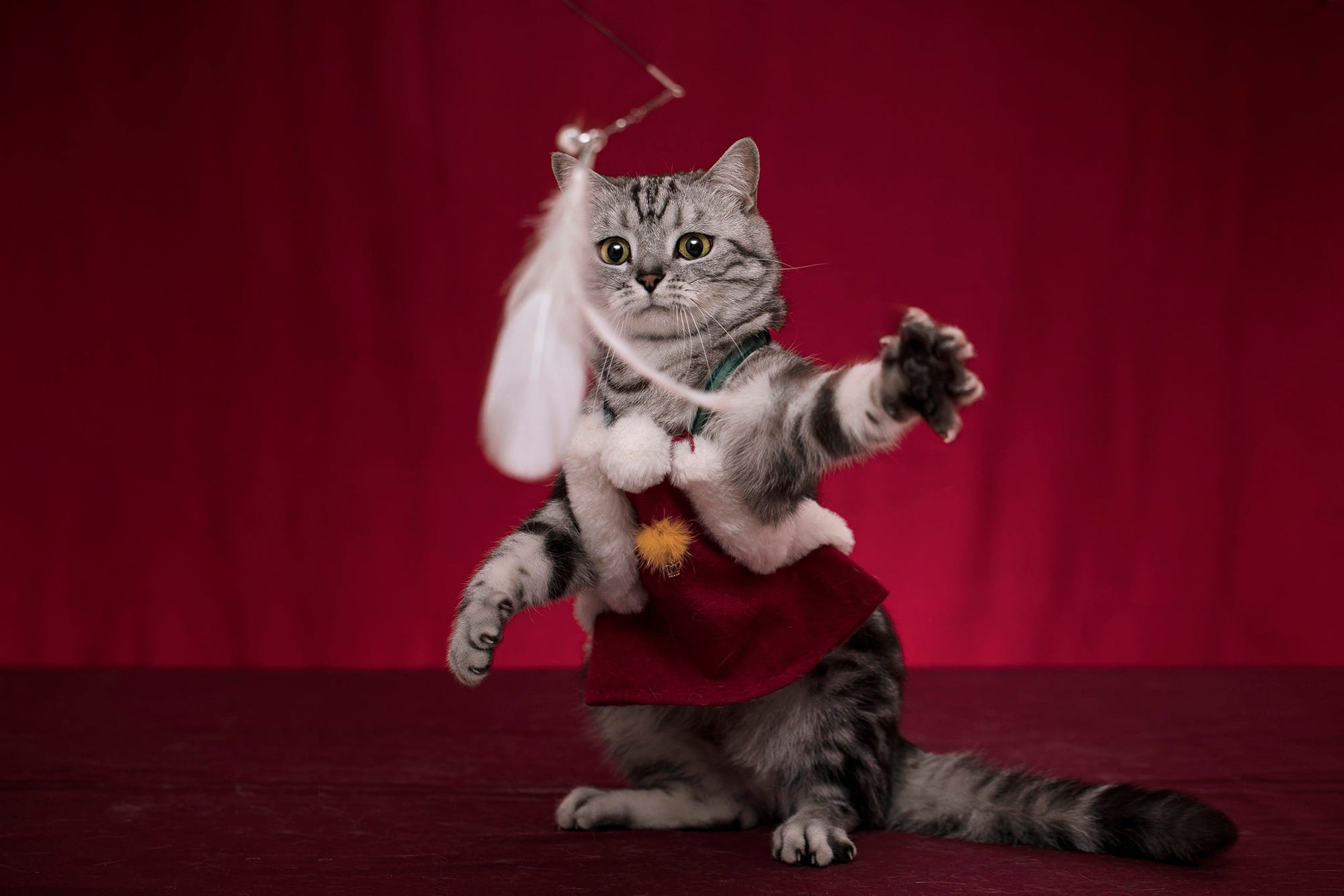 Tabby Cat Costume 2000x1334