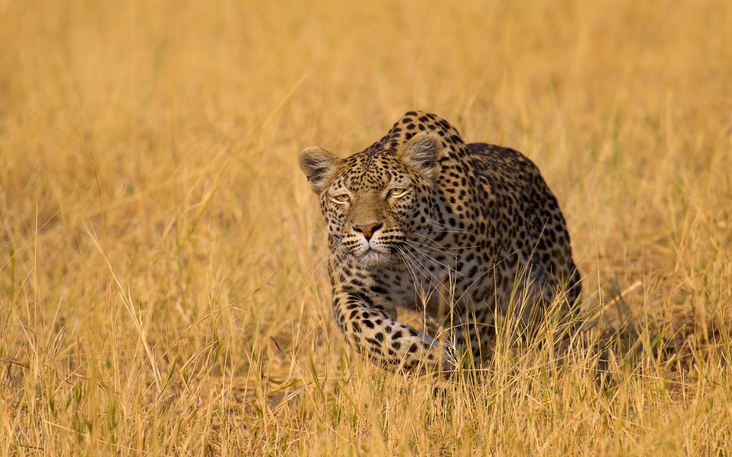 Big Cat Leopard Wildlife Predator Animal 2400x1501