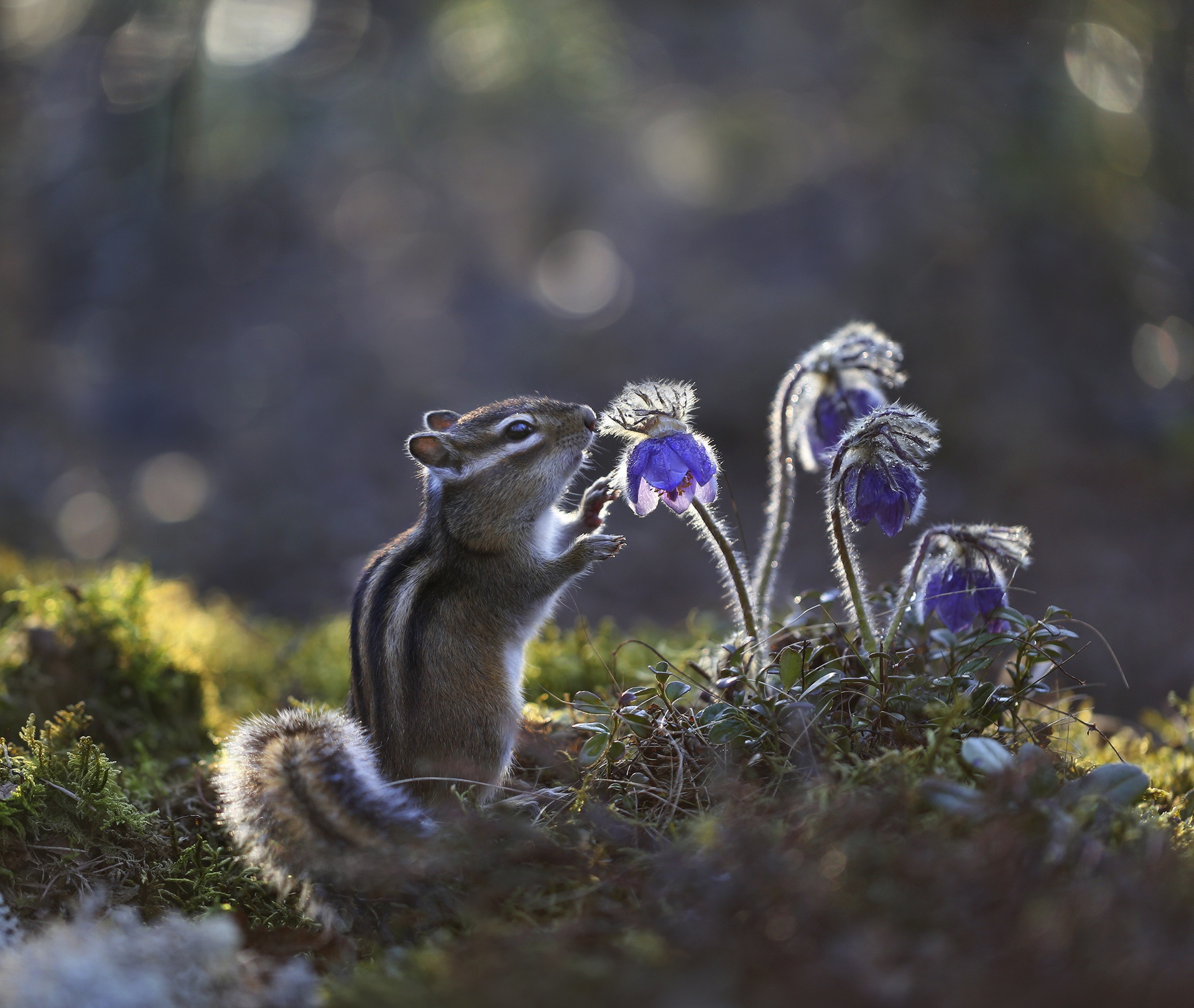 Flower Rodent Wildlife 1920x1621