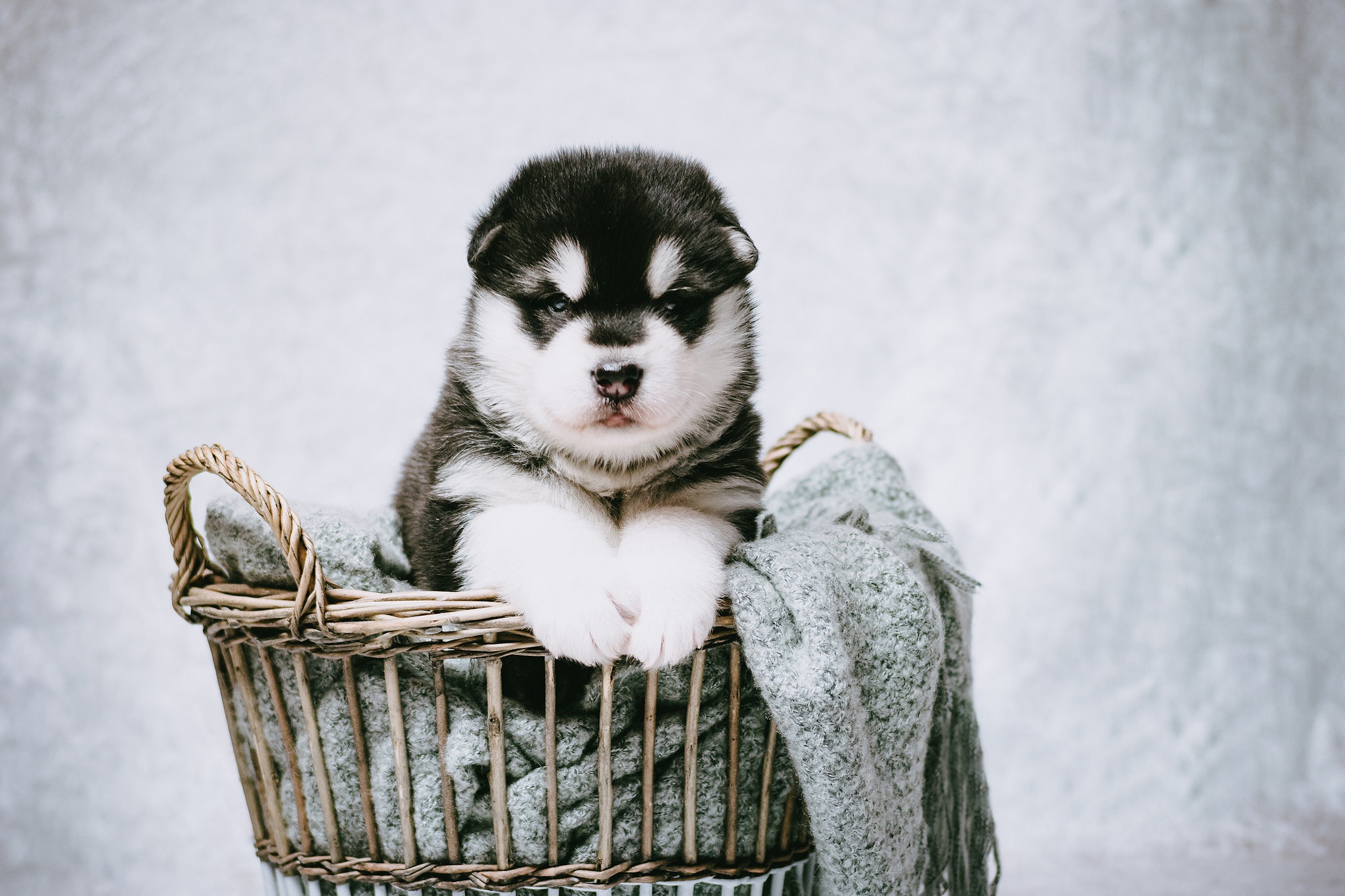 Alaskan Malamute Baby Animal Dog Pet Puppy 2048x1365