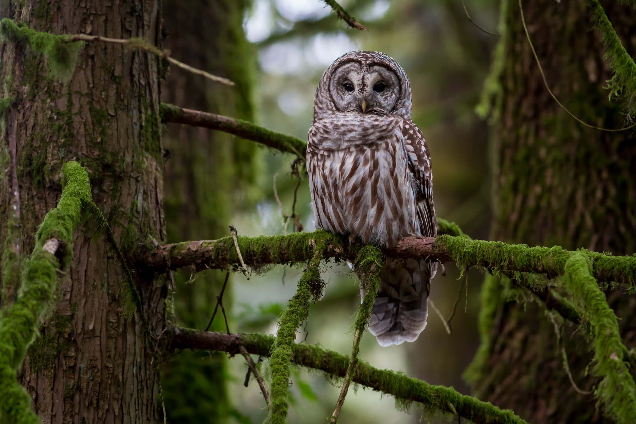 Owl Bird Wildlife 2048x1365