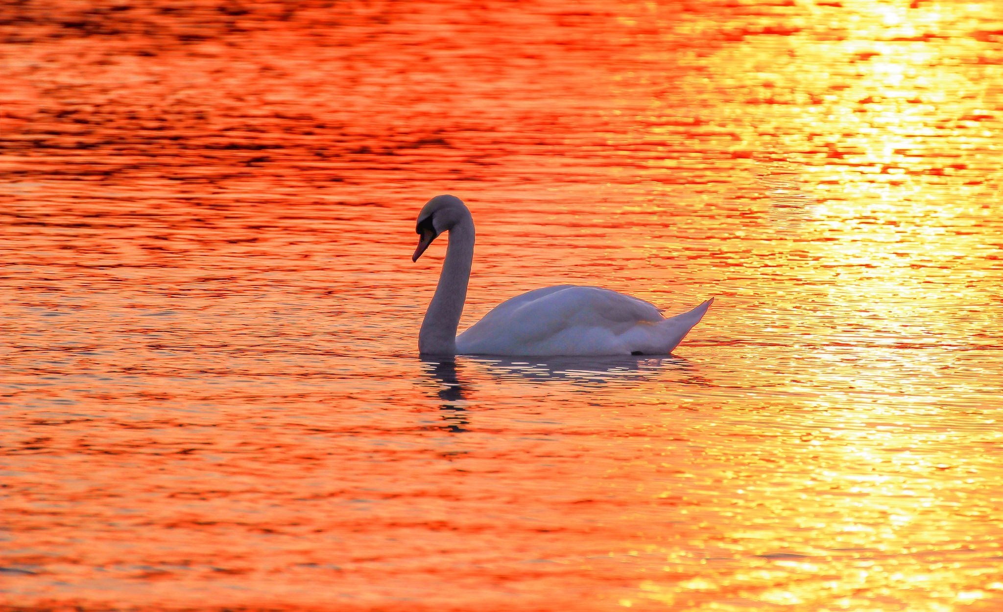 Animal Mute Swan 2048x1249