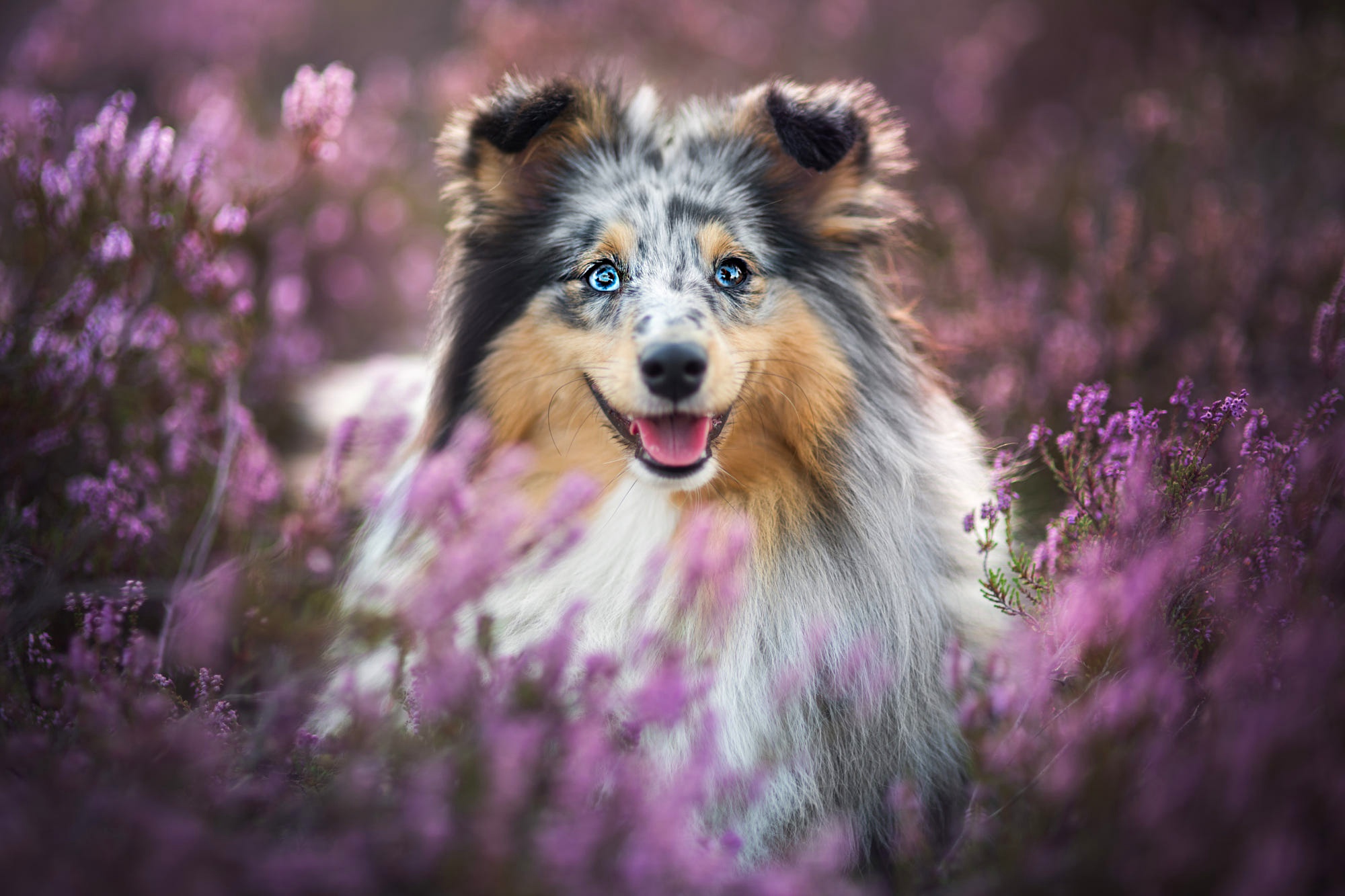 Dog Pet Purple Flower 2000x1333