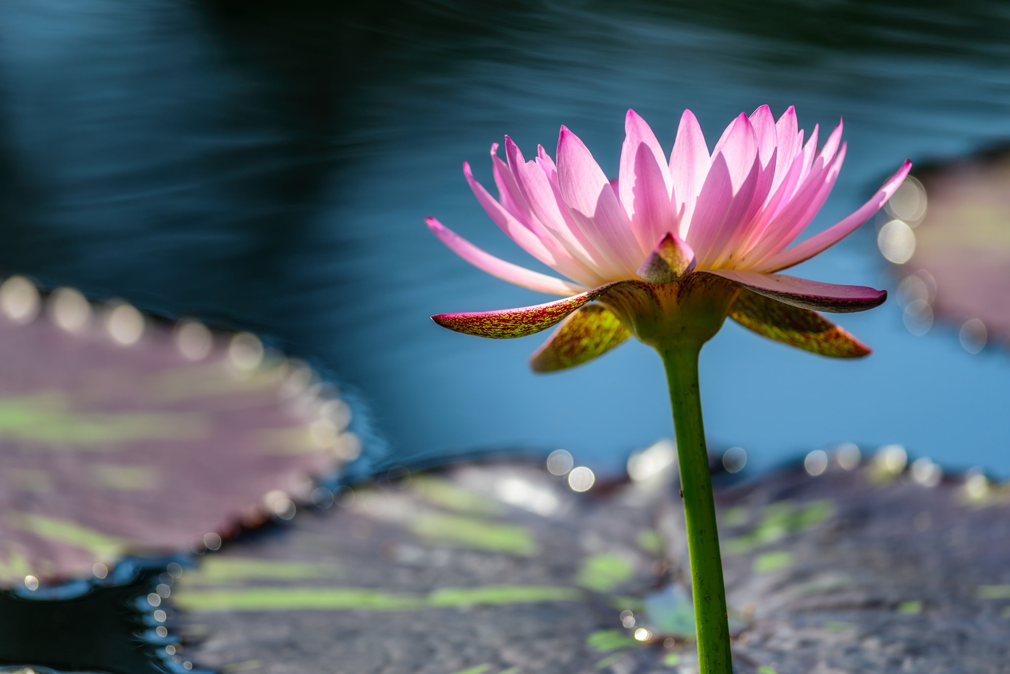 Water Flower Pink Flower 2048x1367