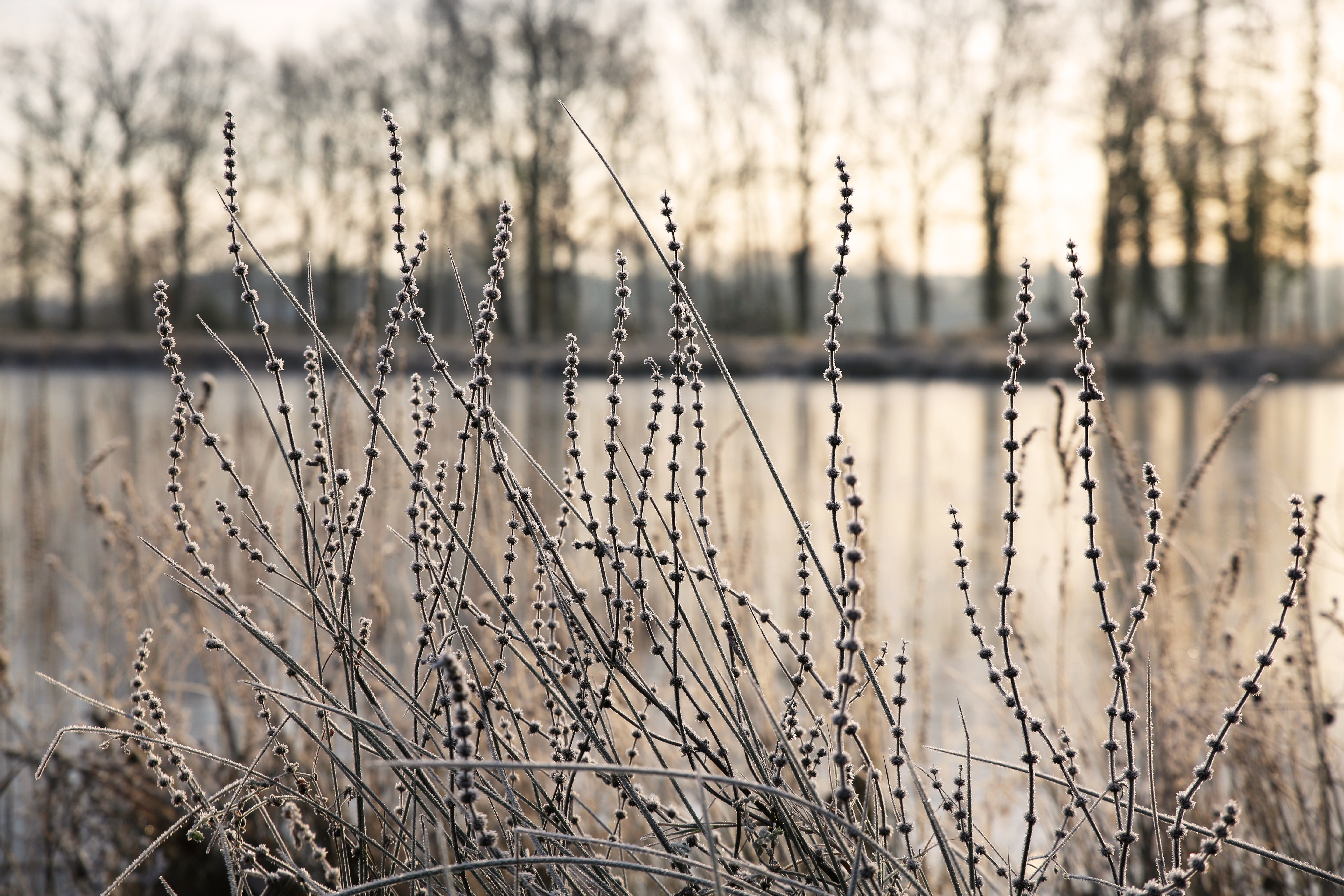 Nature Cold Morning Plants Frost Winter 5760x3840