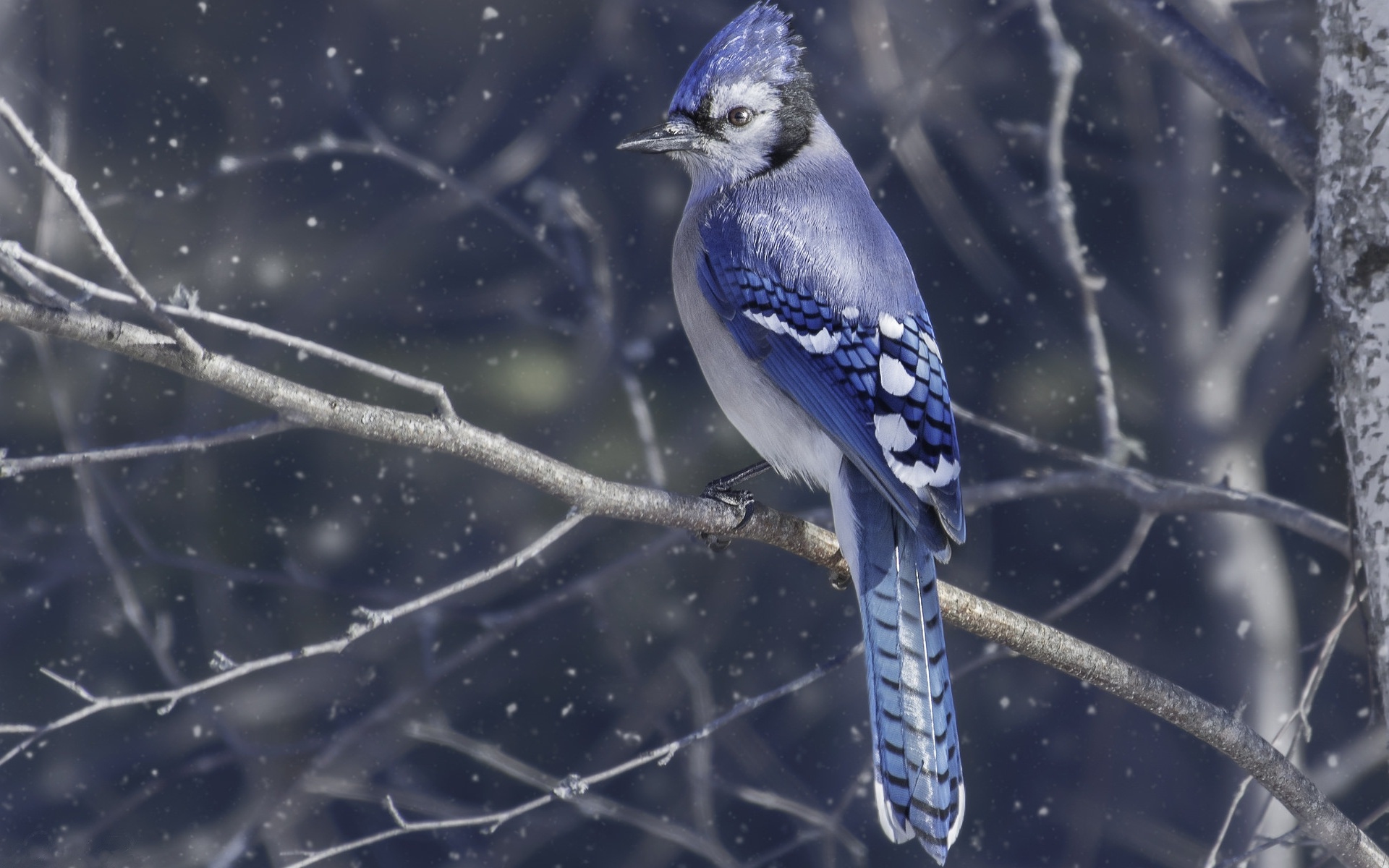 Bird Wildlife Passerine 1920x1200