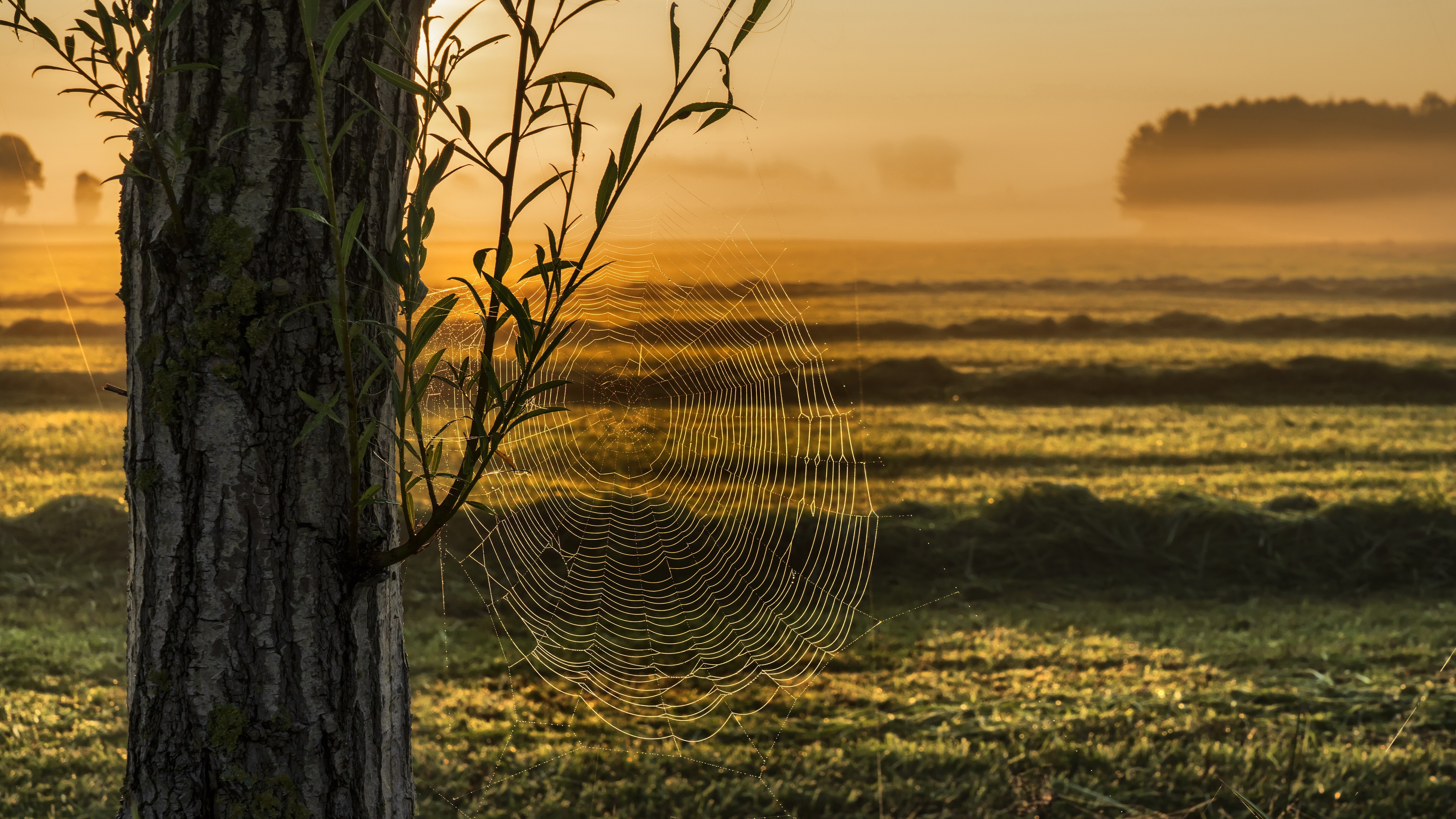 Nature Field Landscape Sunlight Spider Webs Spiderwebs 3840x2160