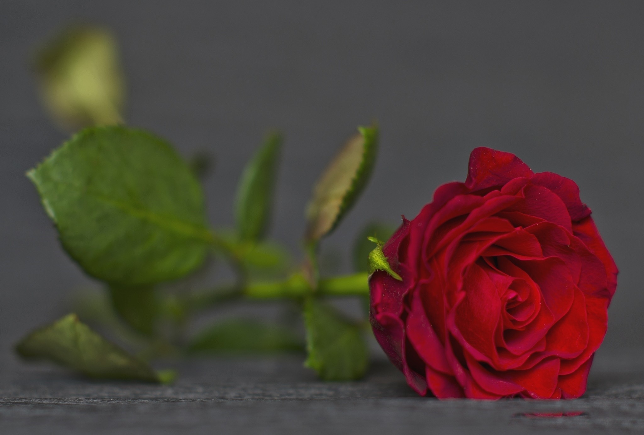 Flower Red Rose 2048x1384