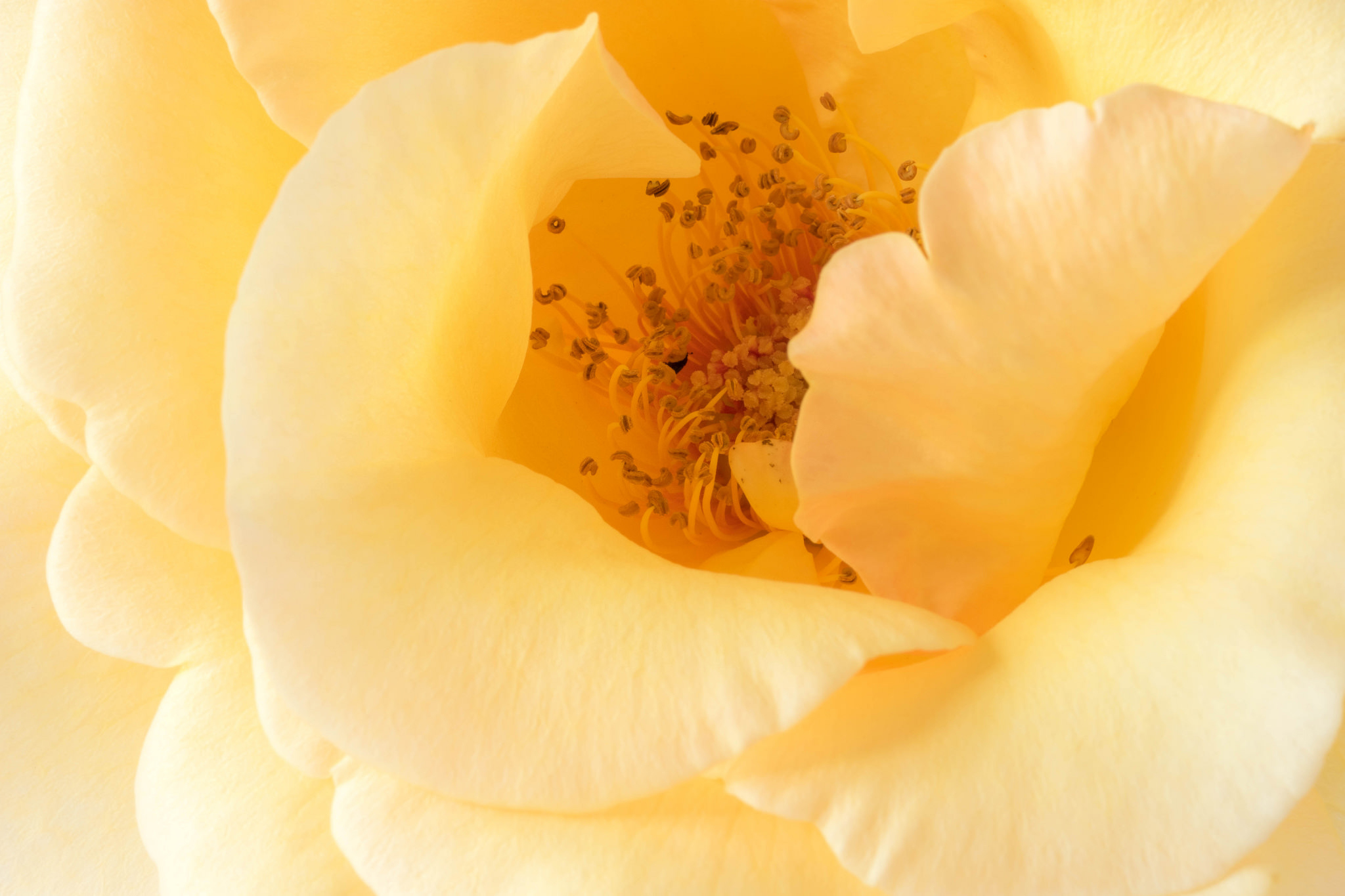 Macro Petal Yellow Rose 2048x1365