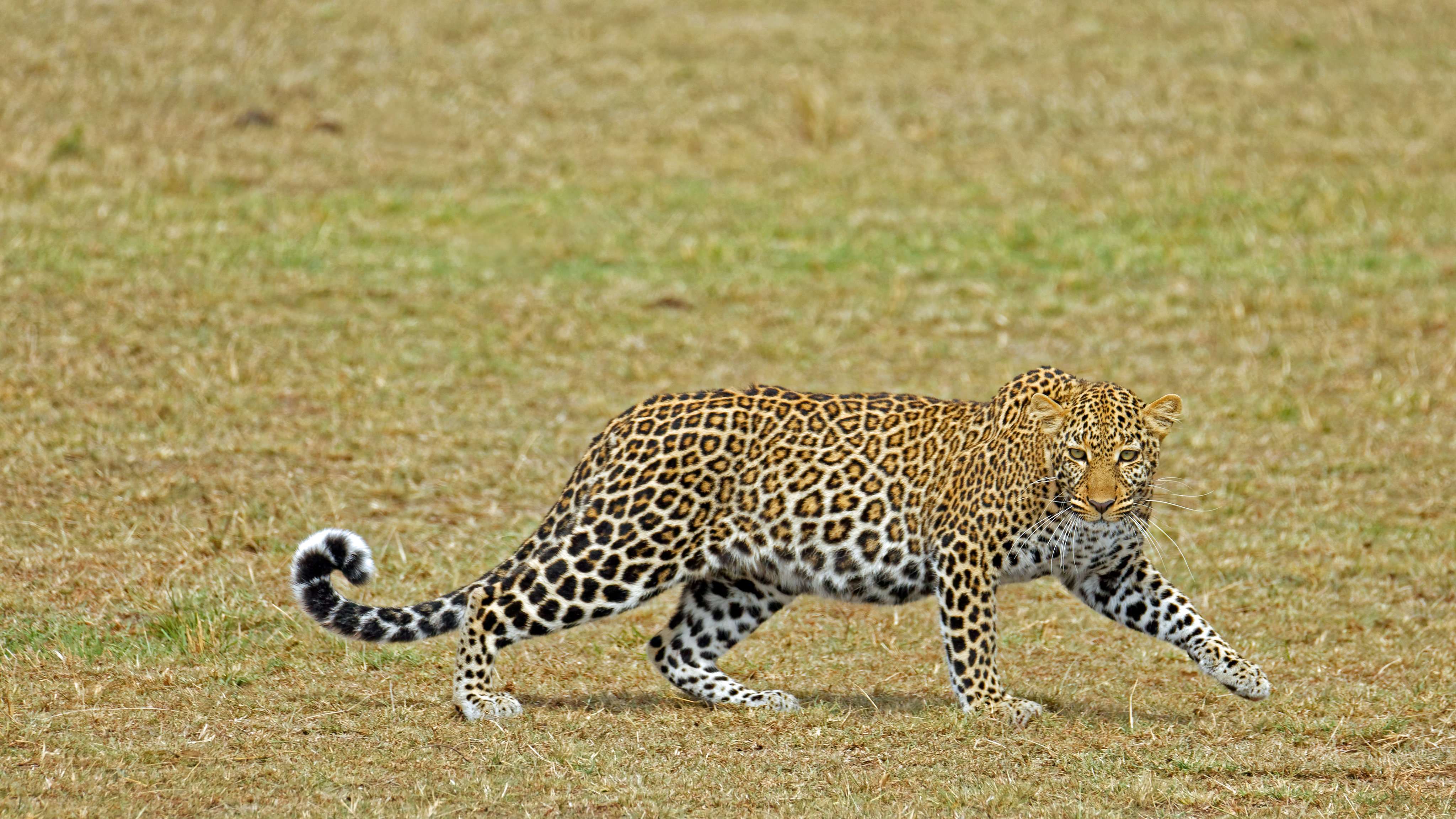 Wildlife Nature Feline Big Cats Mammals Leopard 4096x2304