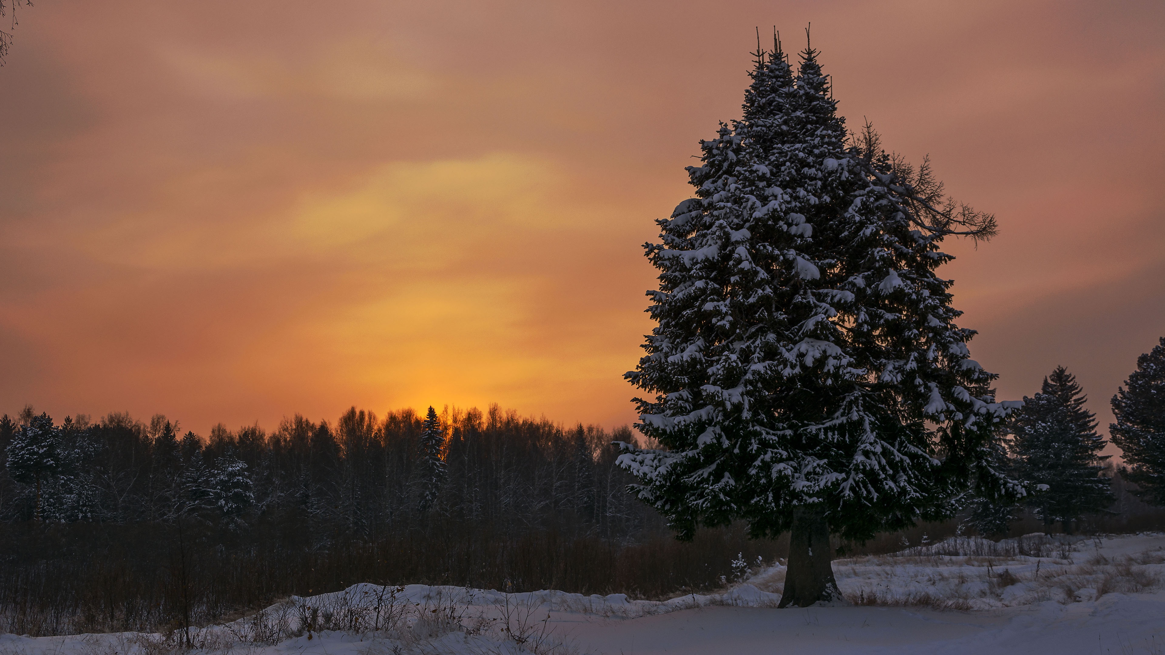 Evening Snow Spruce 3840x2160