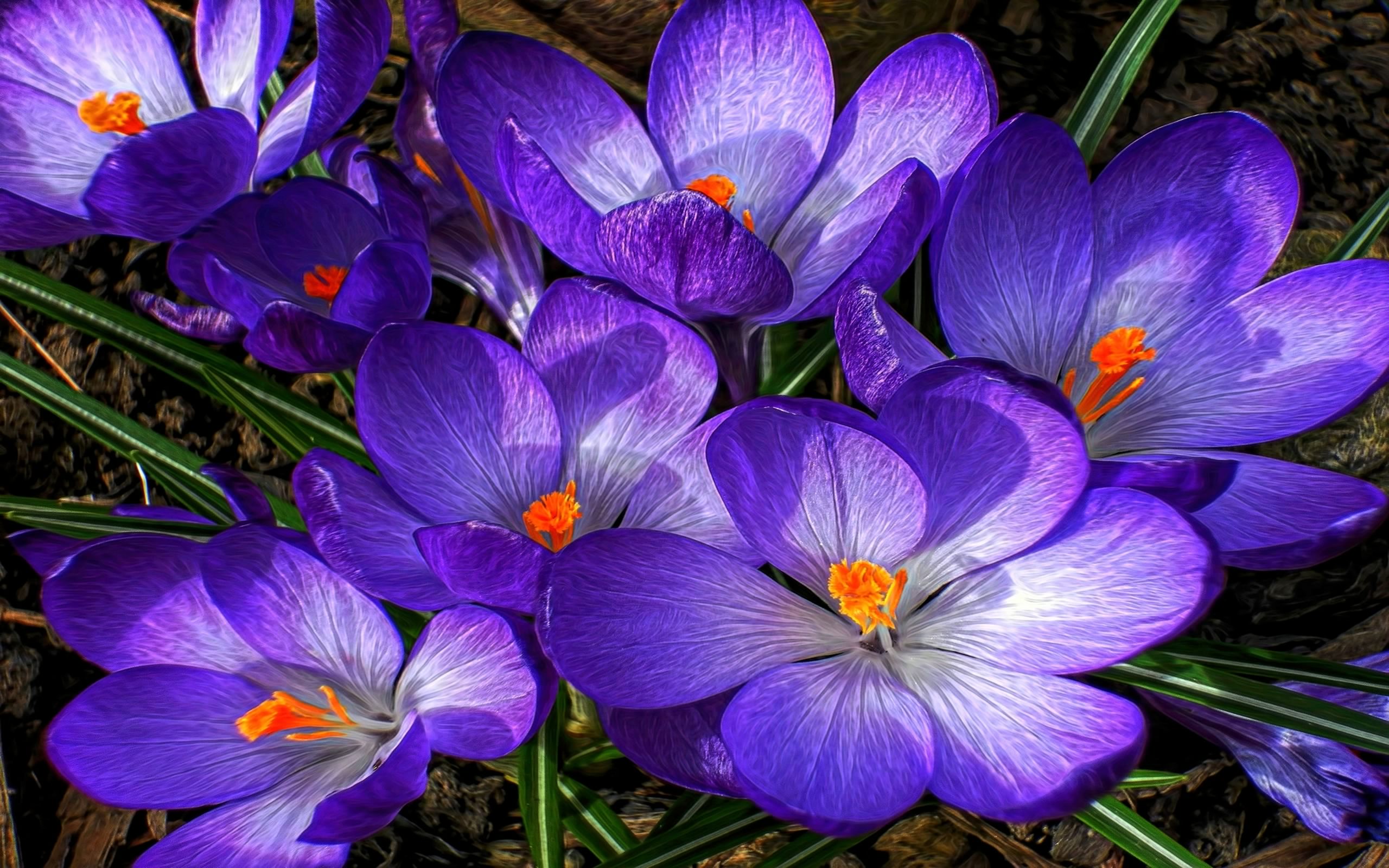 Flower Purple Flower Nature 2560x1600