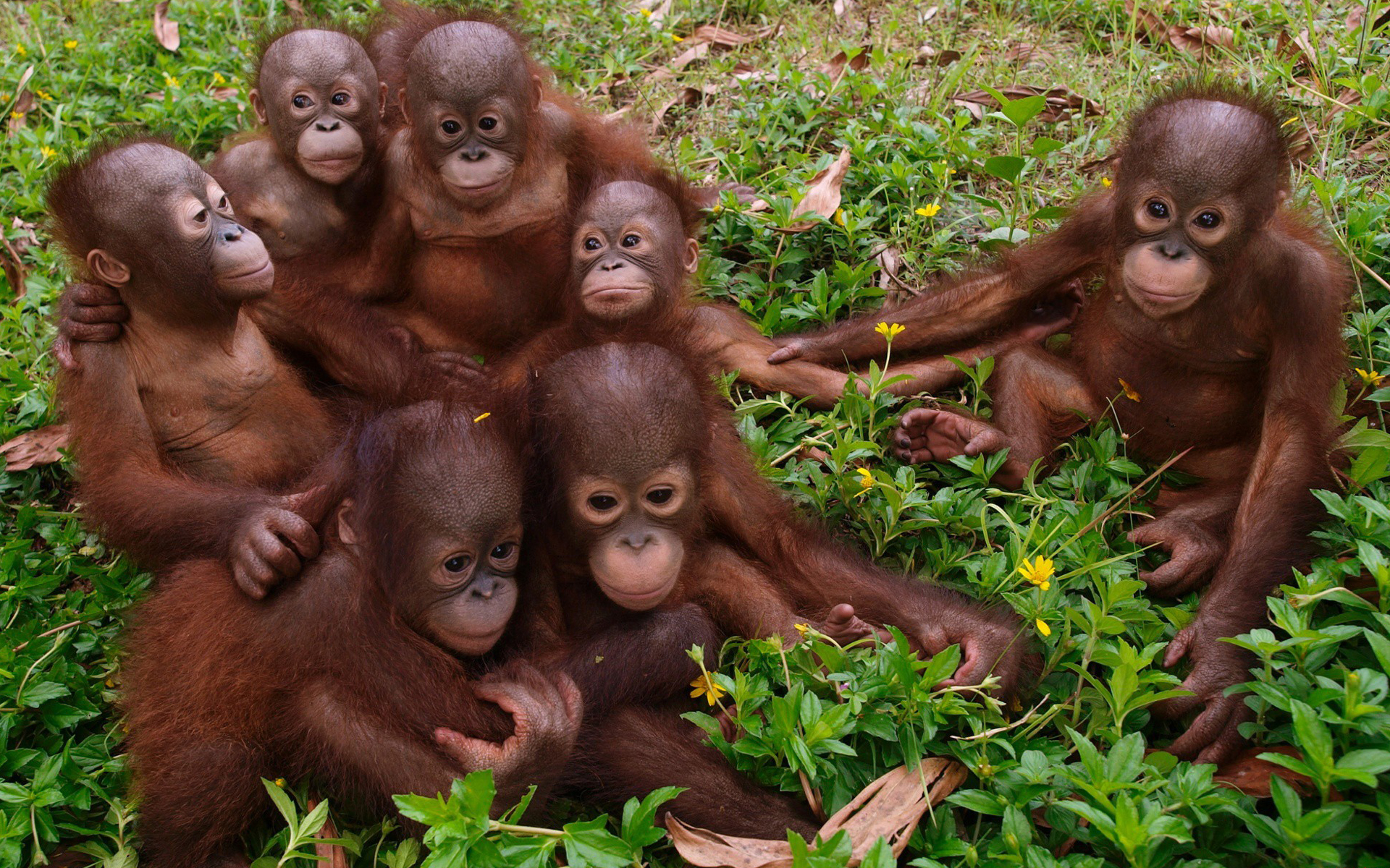 Orangutans Animals Nature 1920x1200