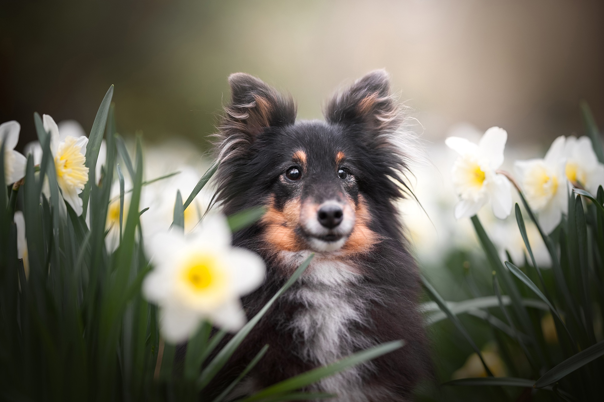 Flower Dog Daffodil Pet Puppy Baby Animal White Flower 2048x1363