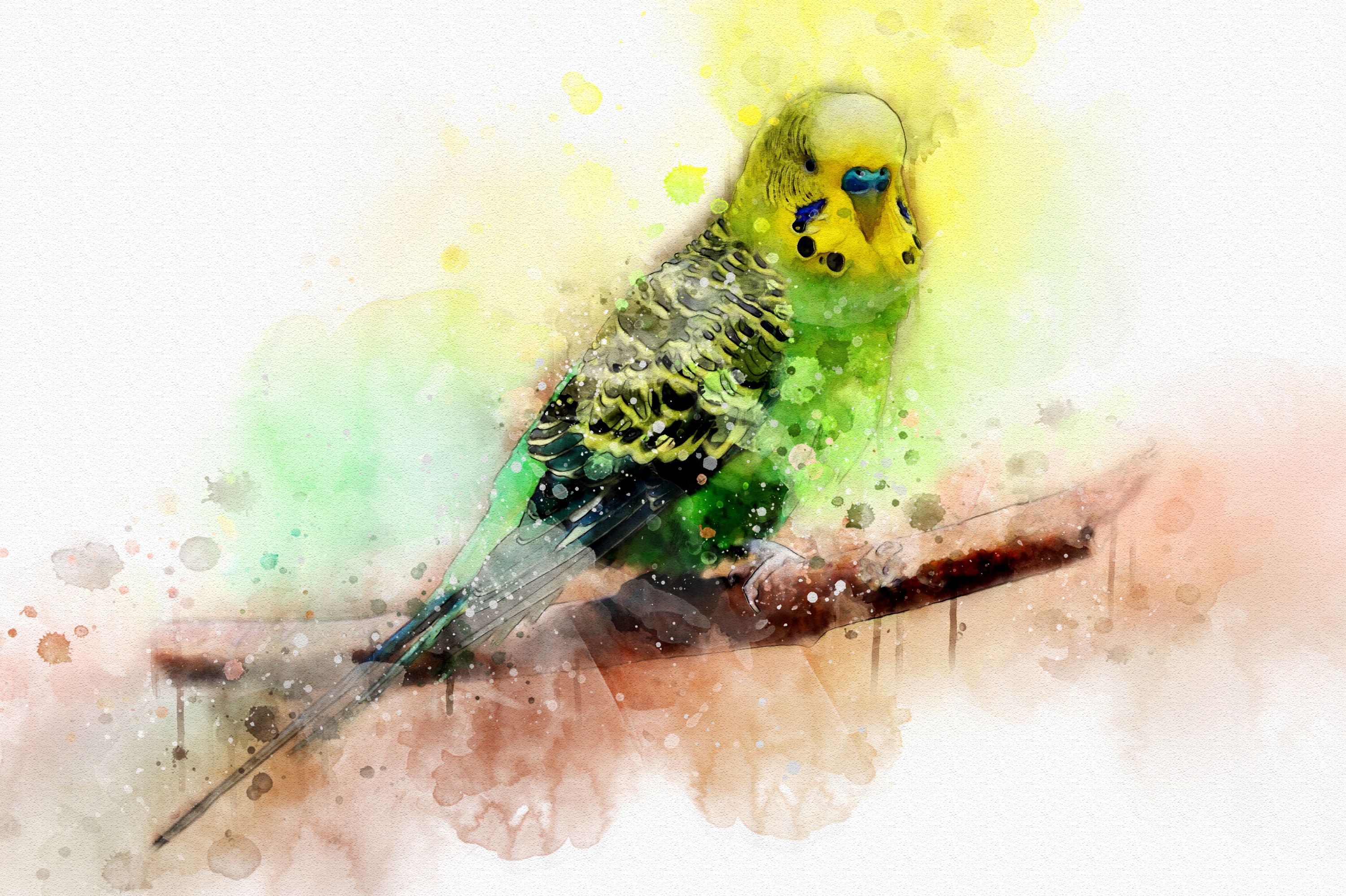 Watercolor Bird Parrot Artistic 3000x1999