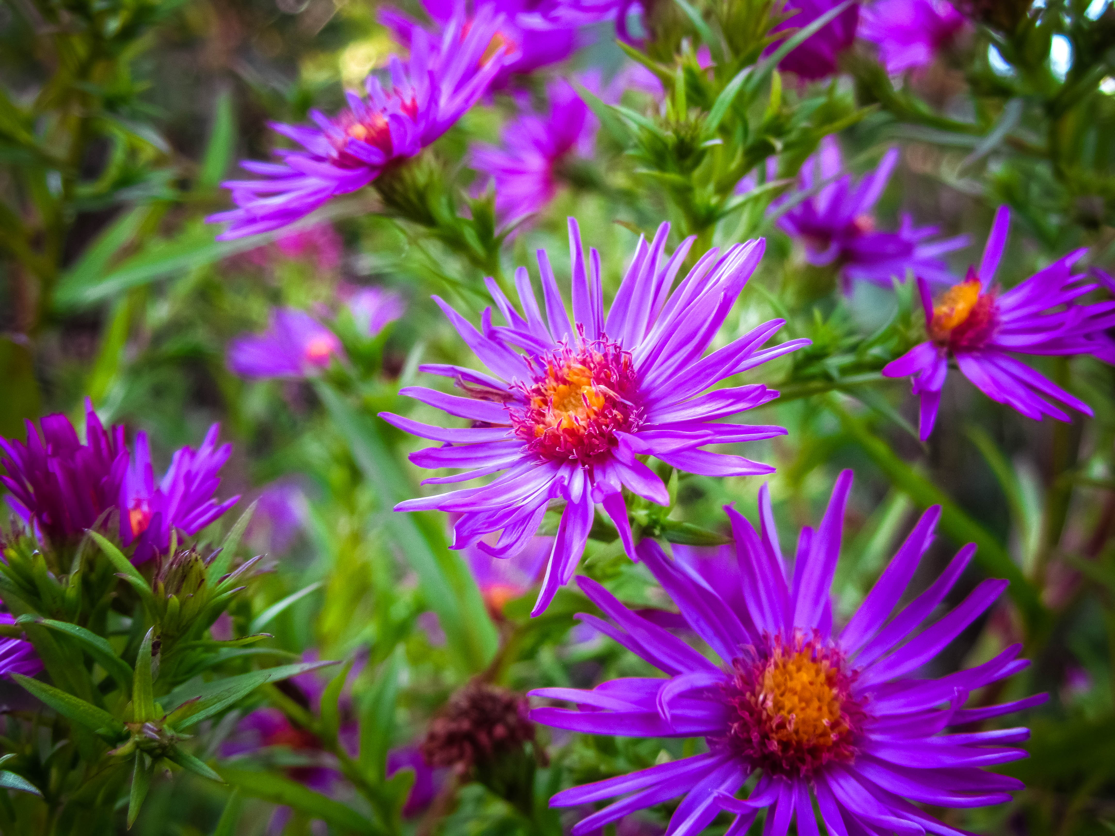 Purple Flower 4320x3240