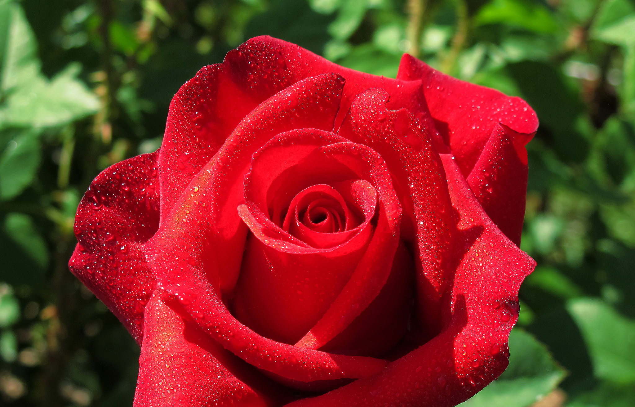 Macro Petal Red Rose Red Flower Dew Drop 2048x1312