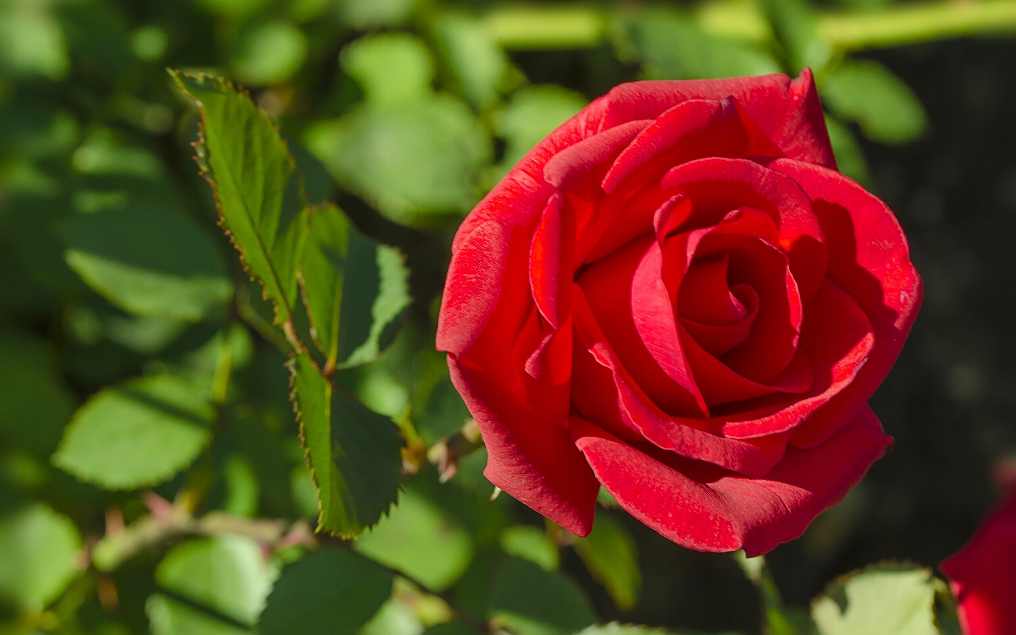 Macro Petal Red Rose Rose 2048x1281
