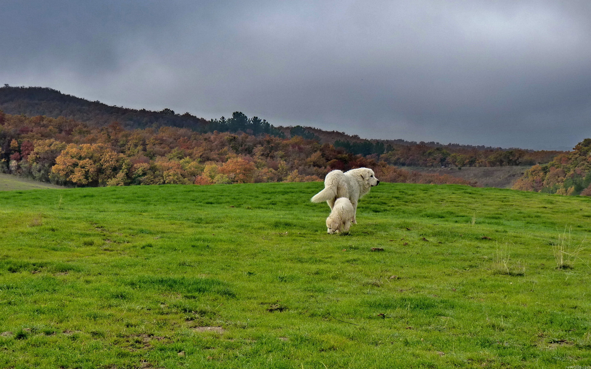 Great Pyrenees 1920x1200