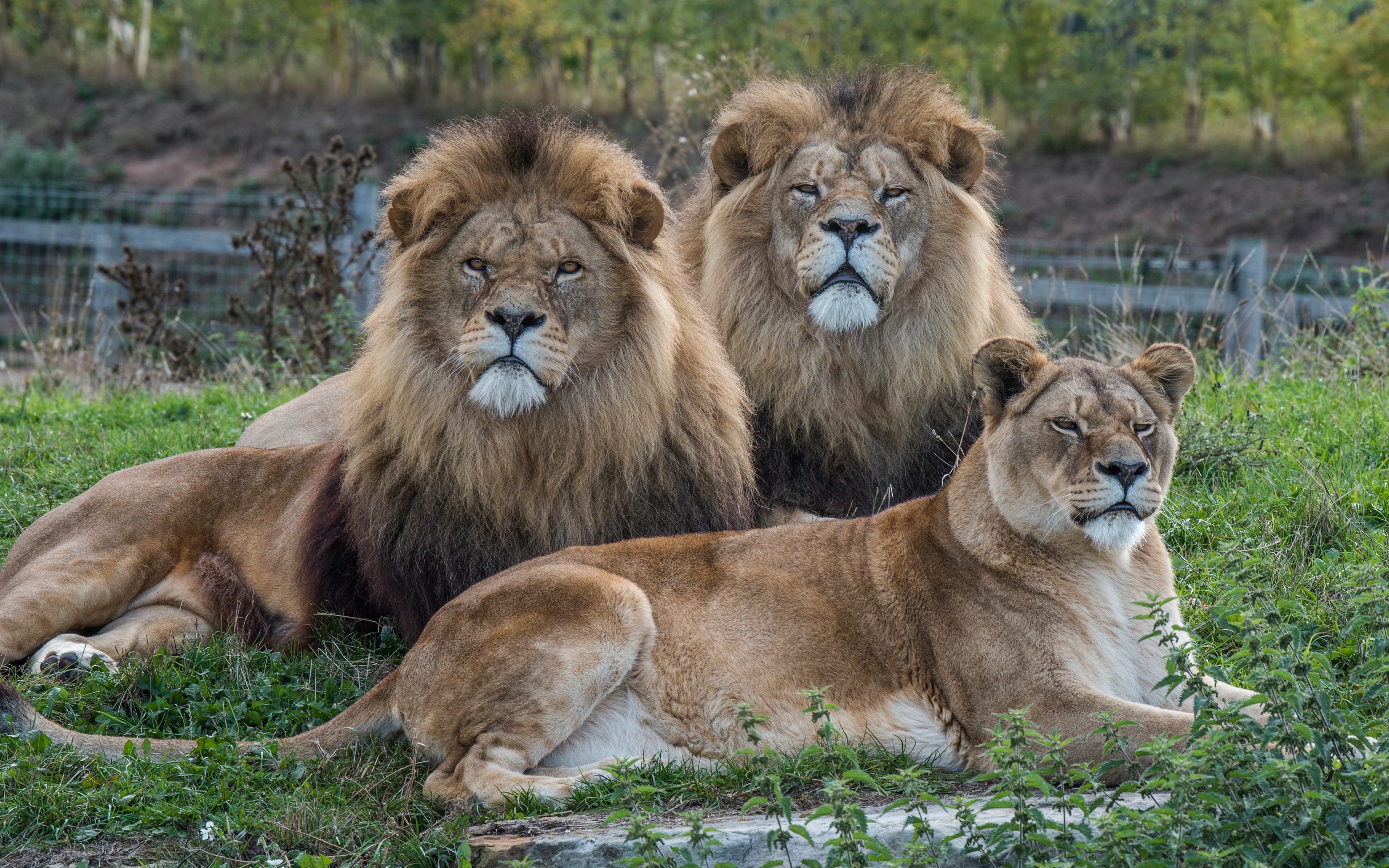 Zoo Animals Lion Big Cats Feline Mammals 3840x2400