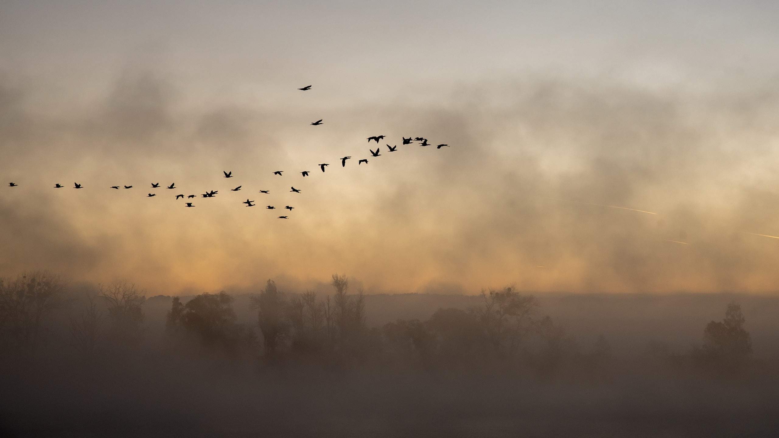 Mist Birds Flying Outdoors Landscape Animals Nature 2560x1440