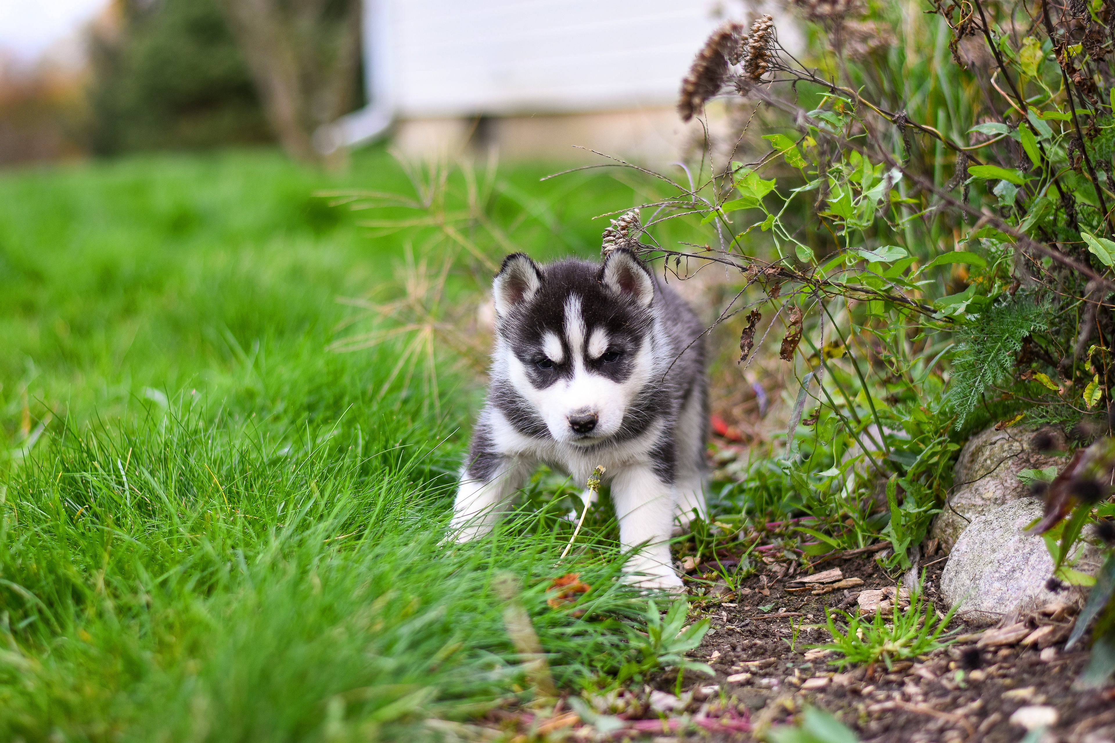 Baby Animal Dog Pet Puppy Siberian Husky 3840x2560