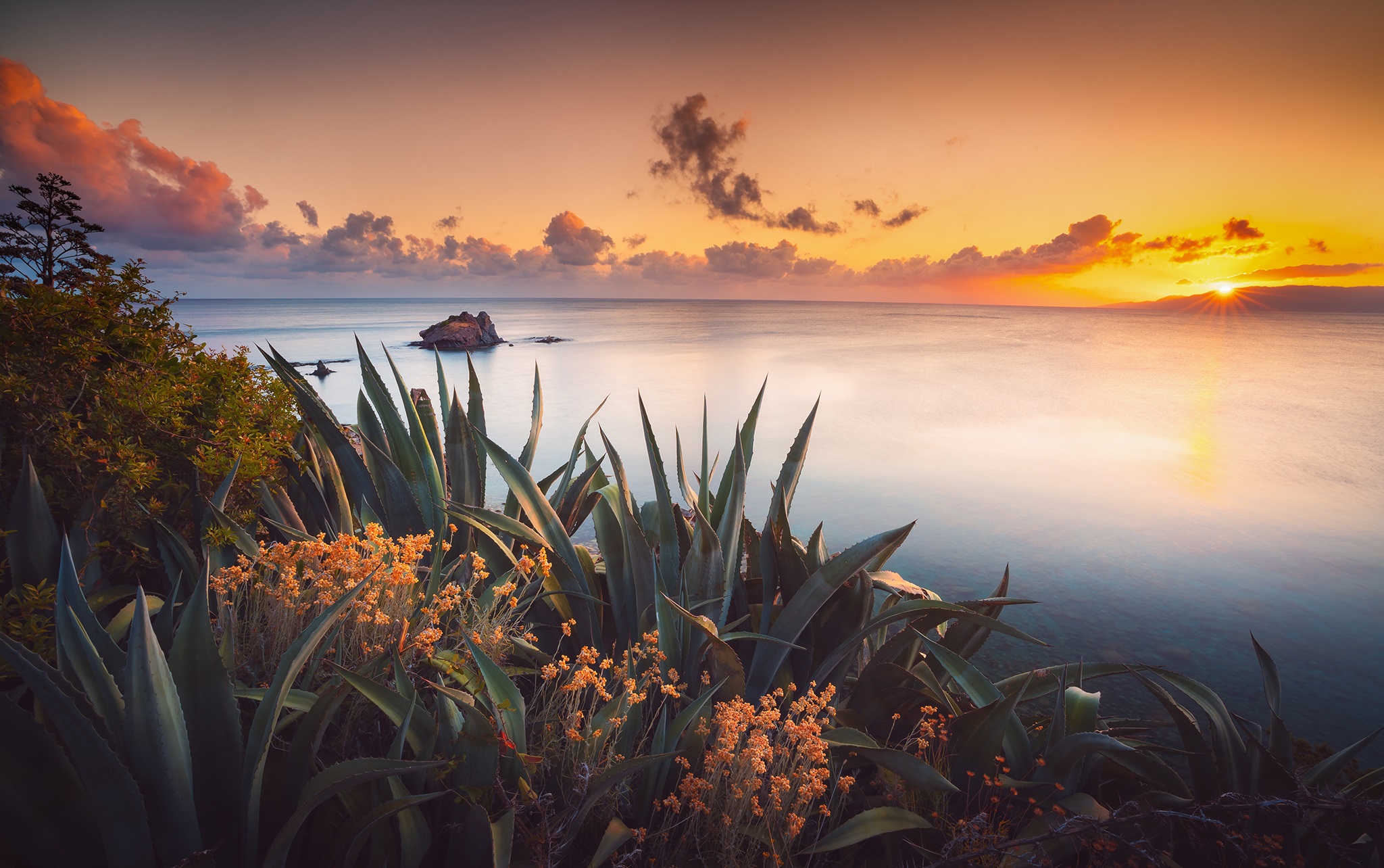 Plants Water Sea Waterscape Sunset Sun Sky Flowers Rocks Outdoors Nature Photography Aloe Vera 2048x1284